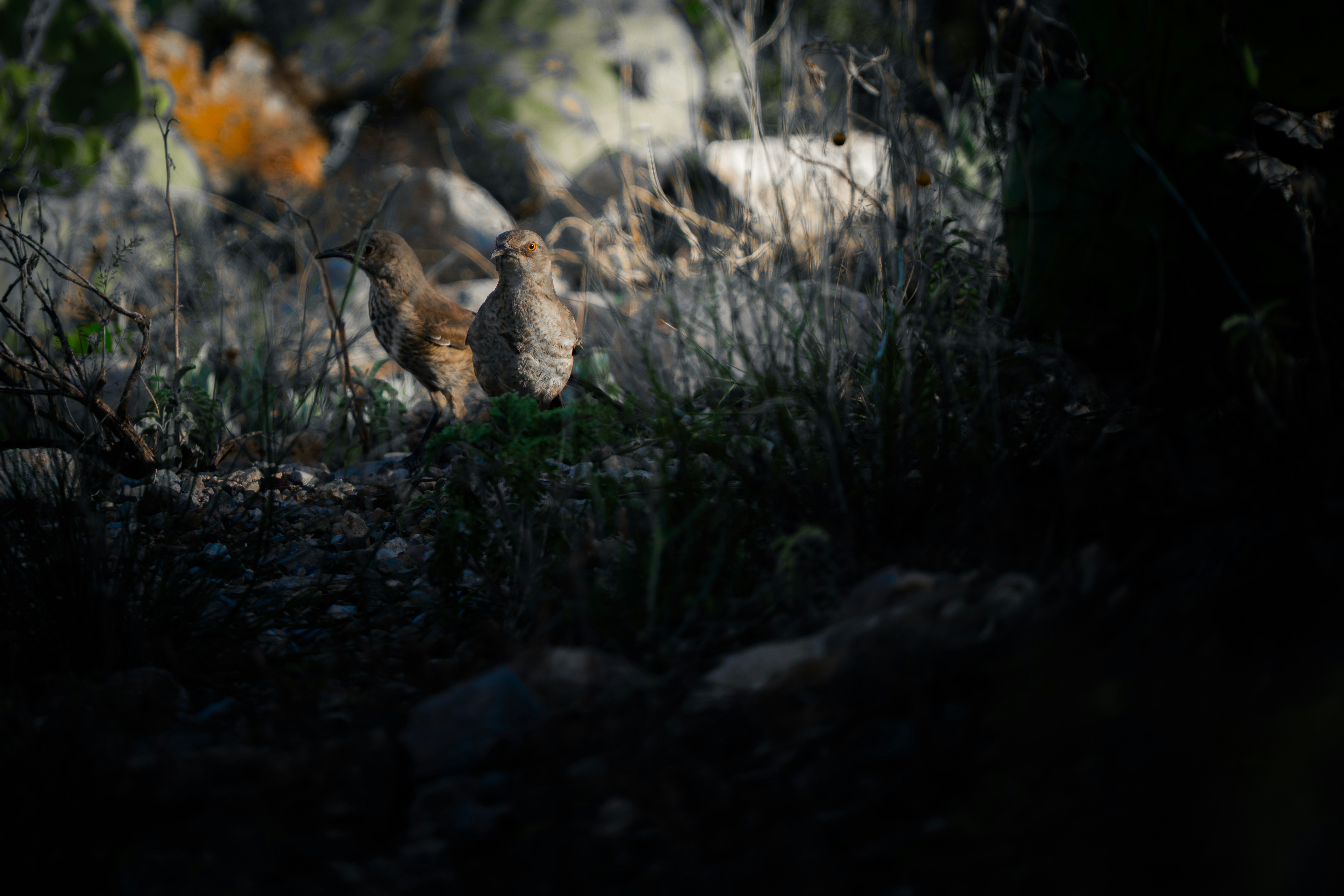 Two small brown birds in a dark, rocky, grassy area