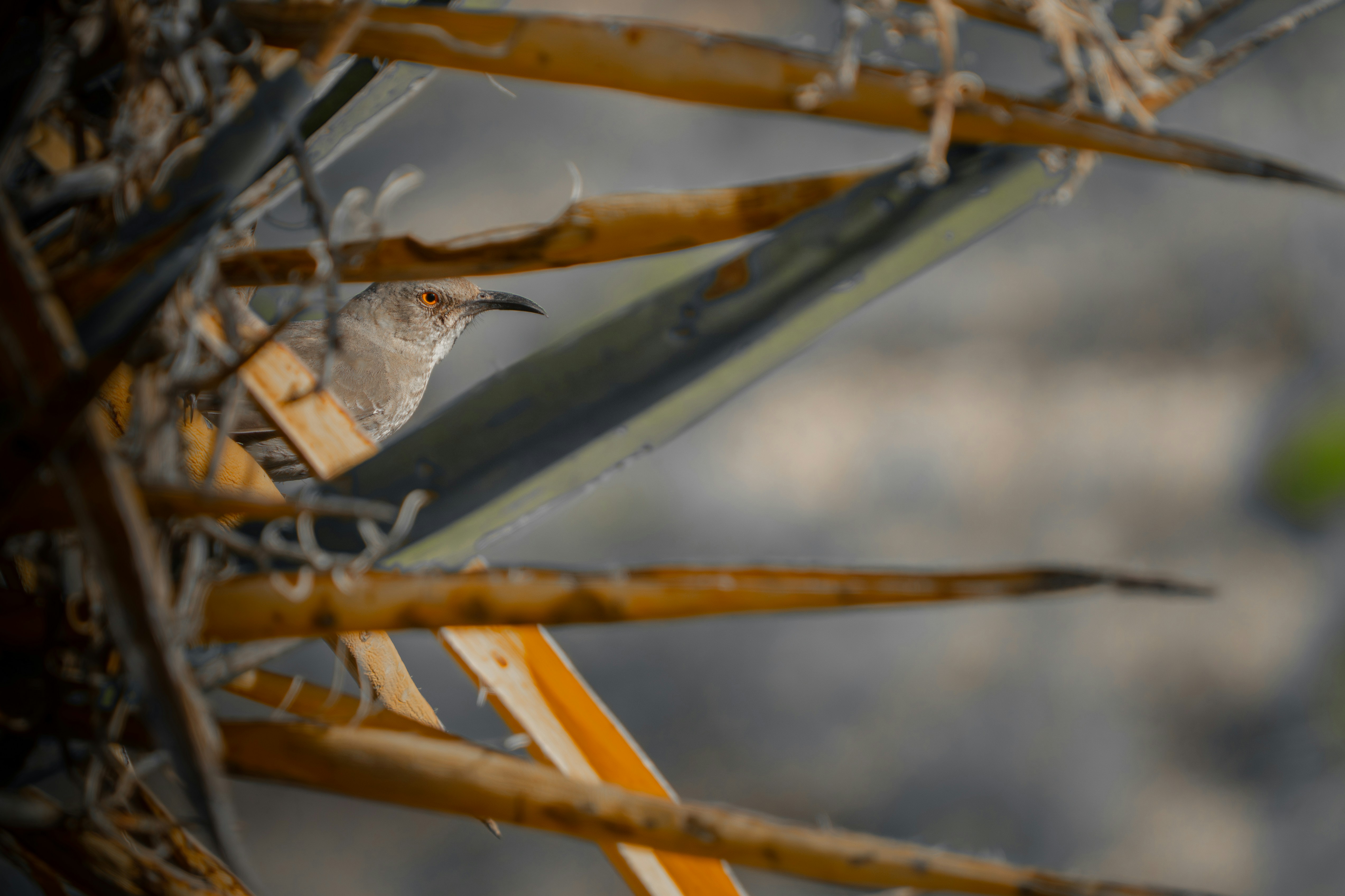 A small bird peeking through dry brown leaves