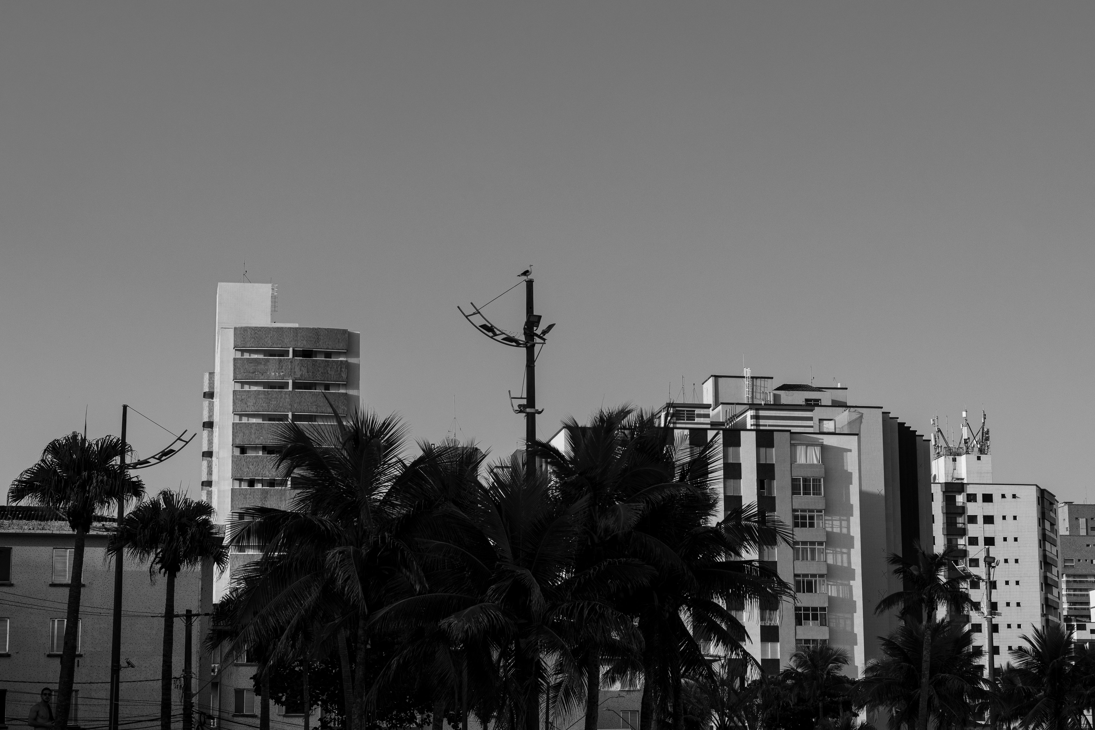 Black and white cityscape with palm trees and buildings