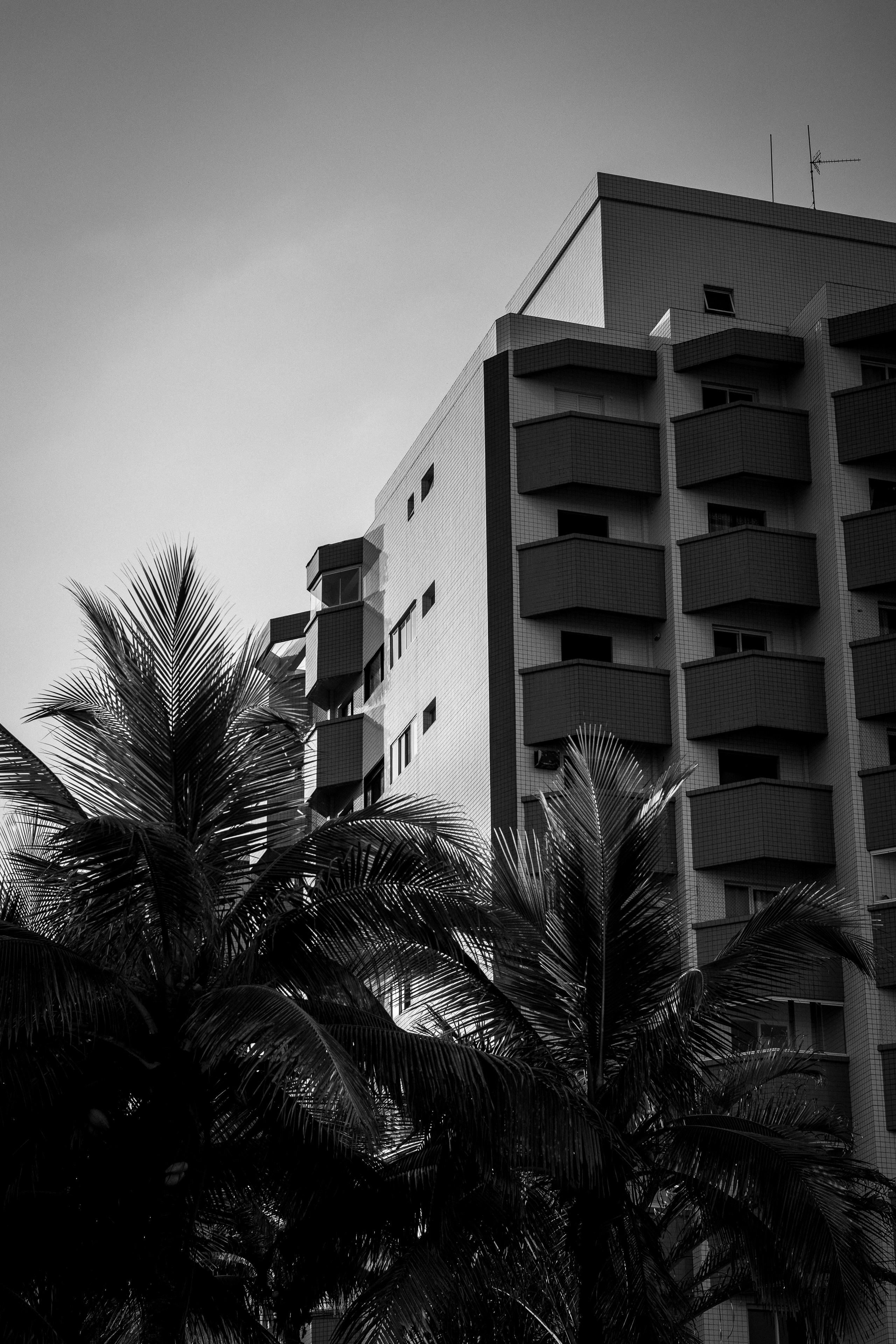 Modern building with balconies and palm trees