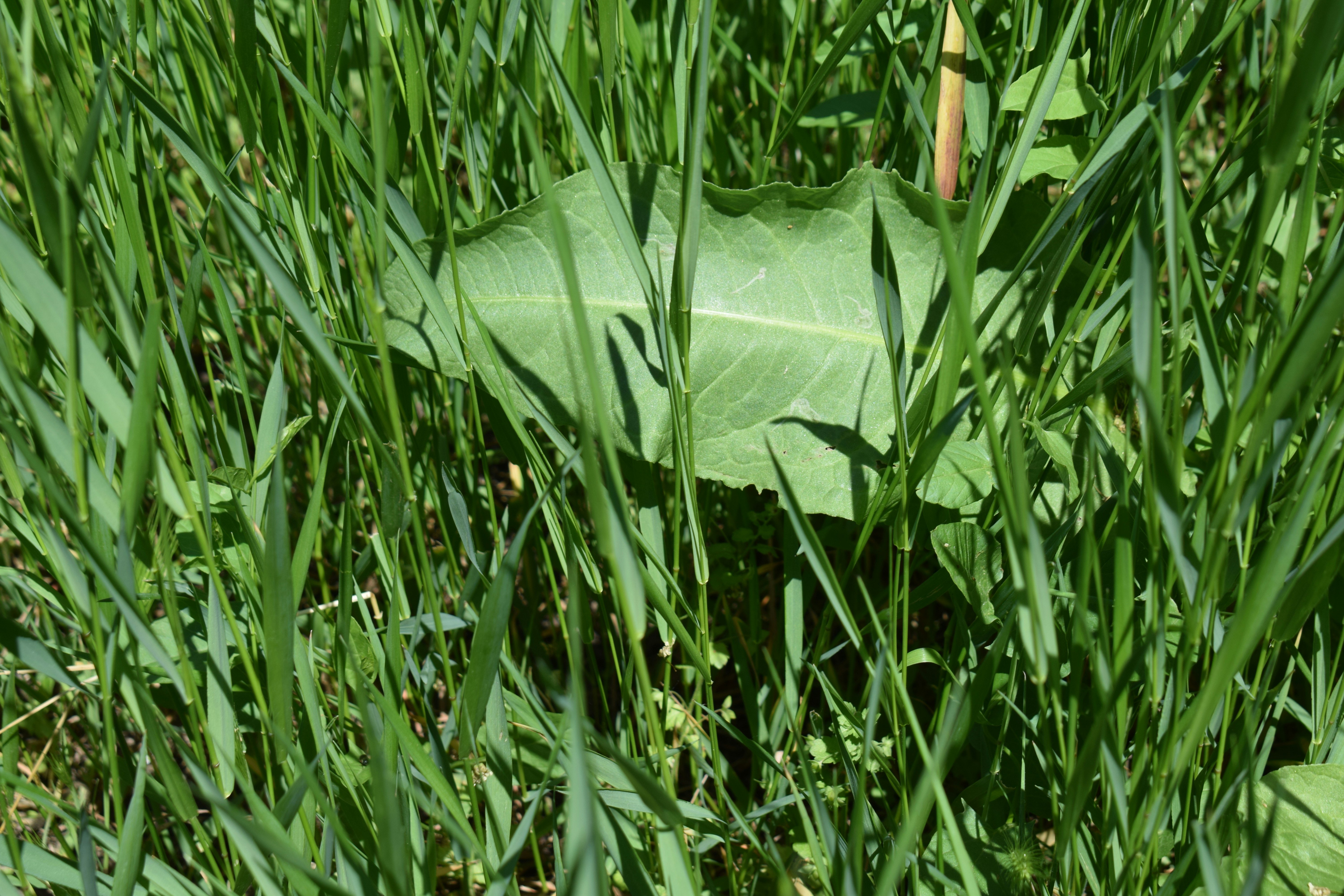 De l’herbe verte et une grande feuille au soleil.