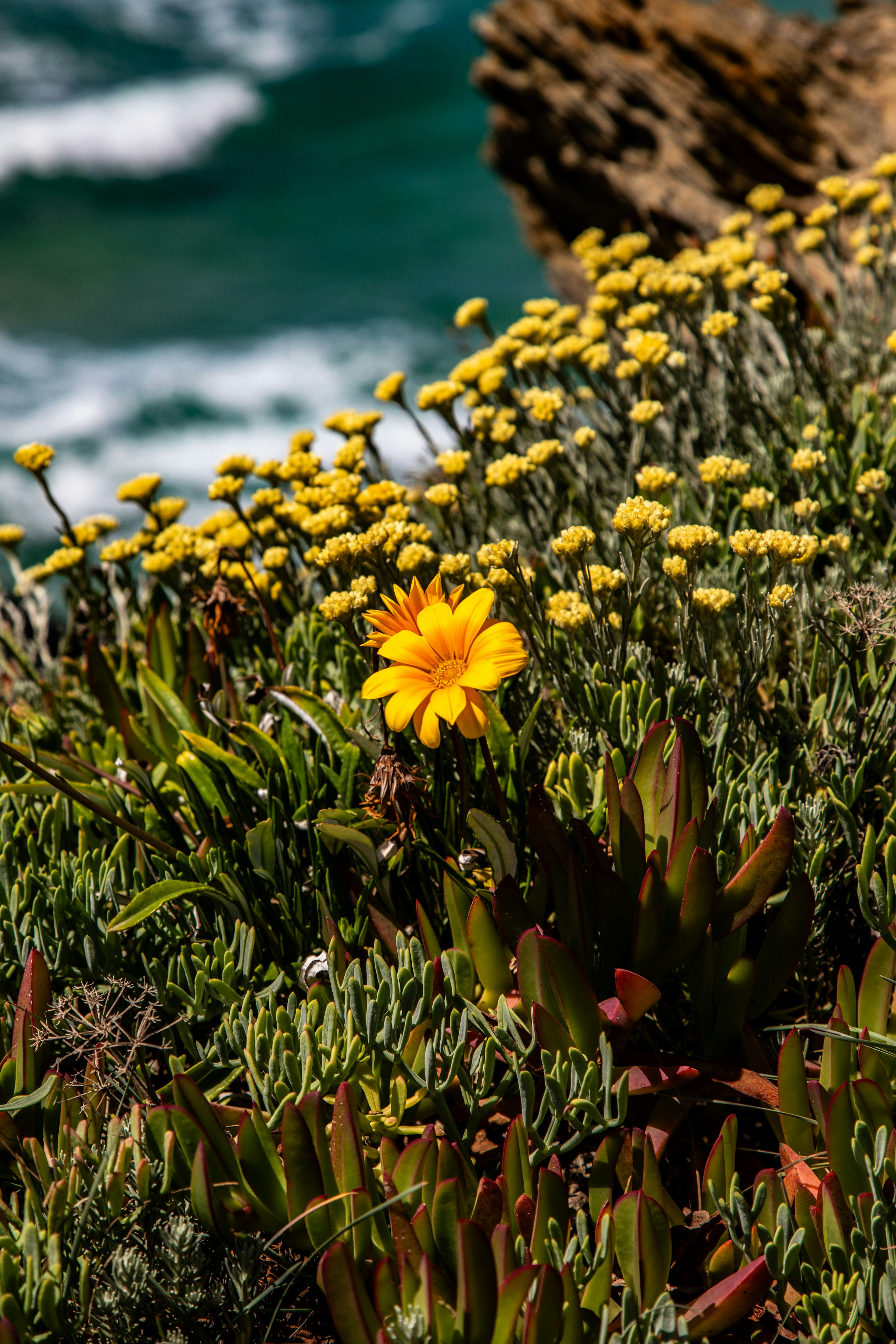 Yellow flower blooms on a rocky coast overlooking ocean.