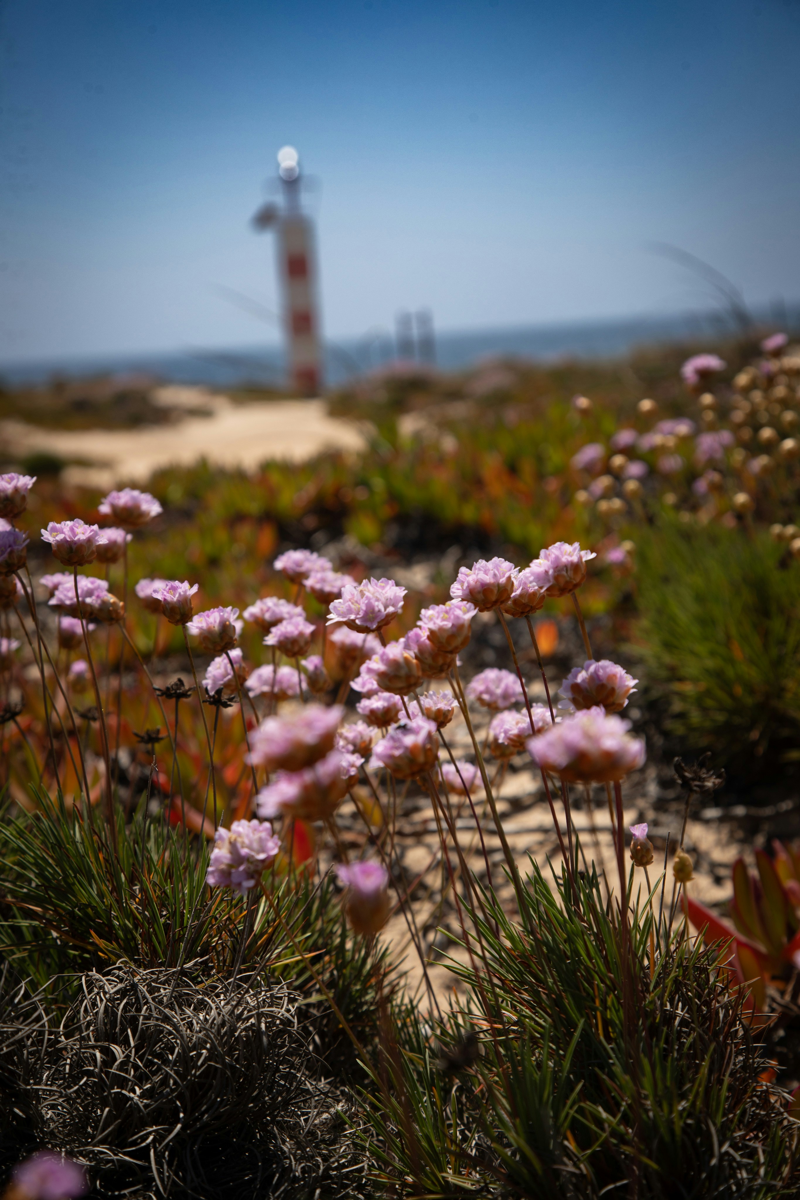 Pink wildflowers bloom near a distant lighthouse by the sea.