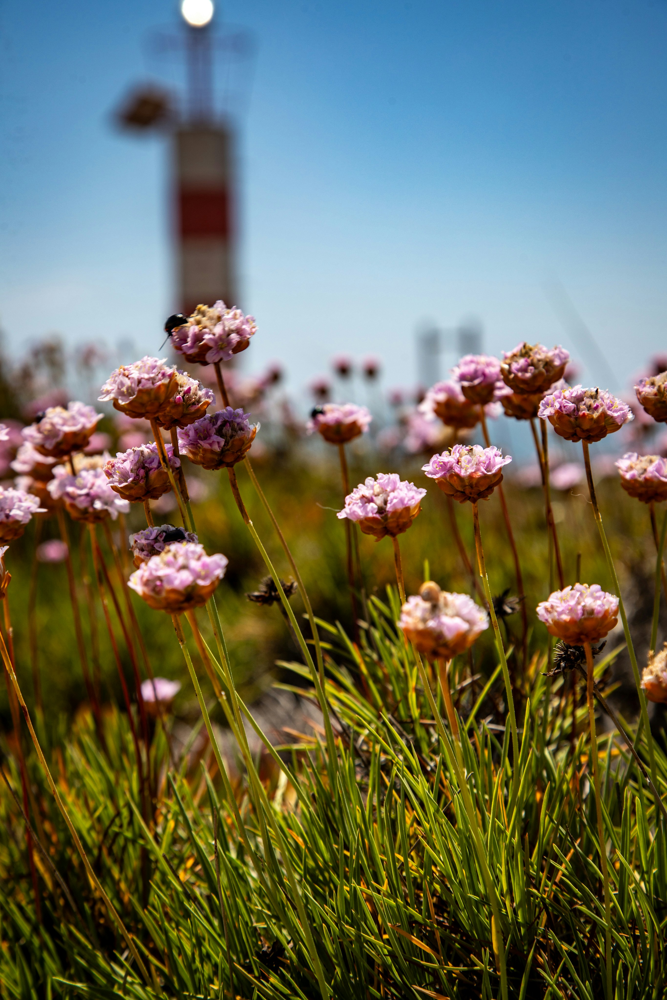 Pink wildflowers with a lighthouse in the background