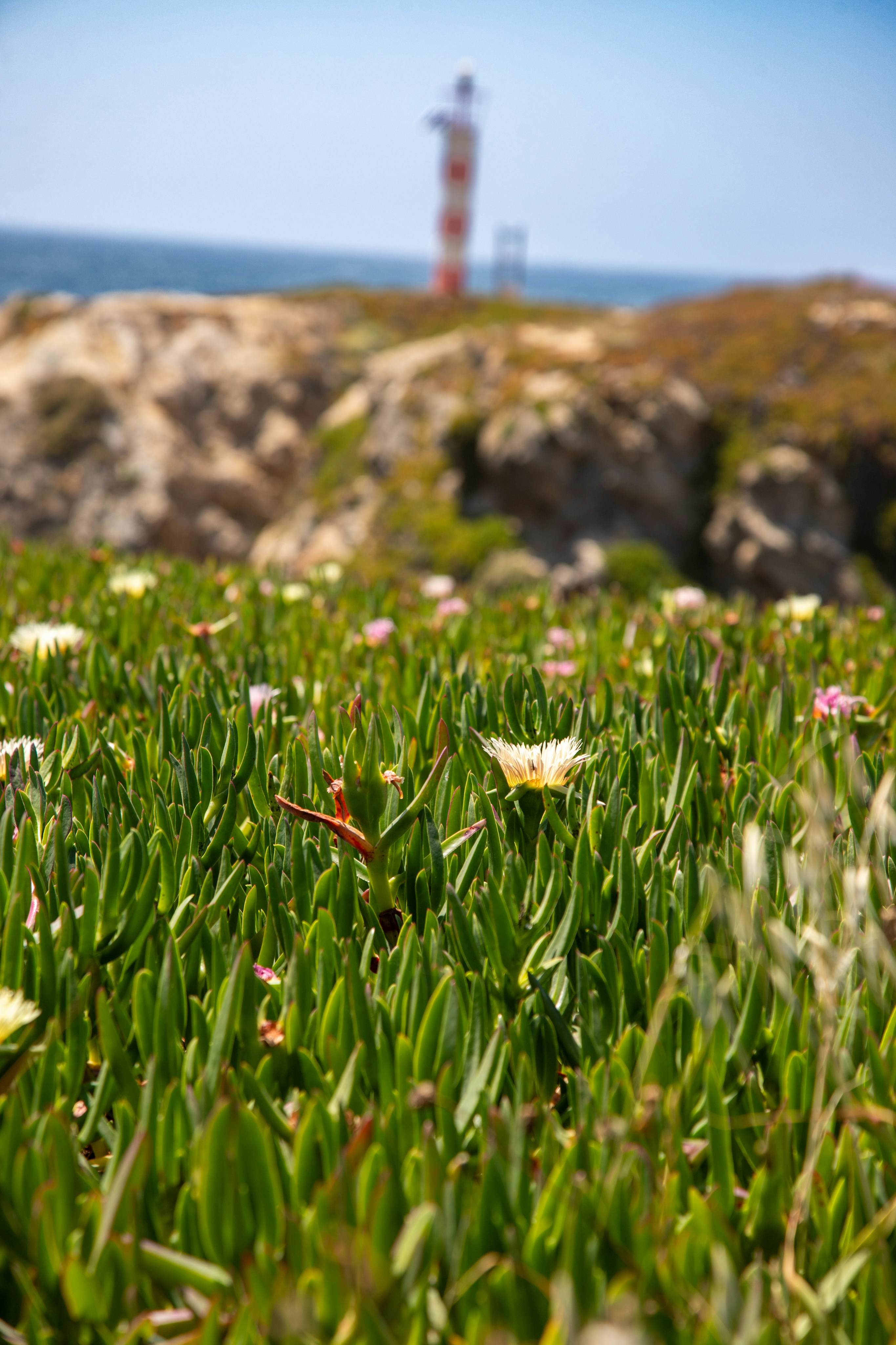 Lighthouse on a rocky coast with green ground cover