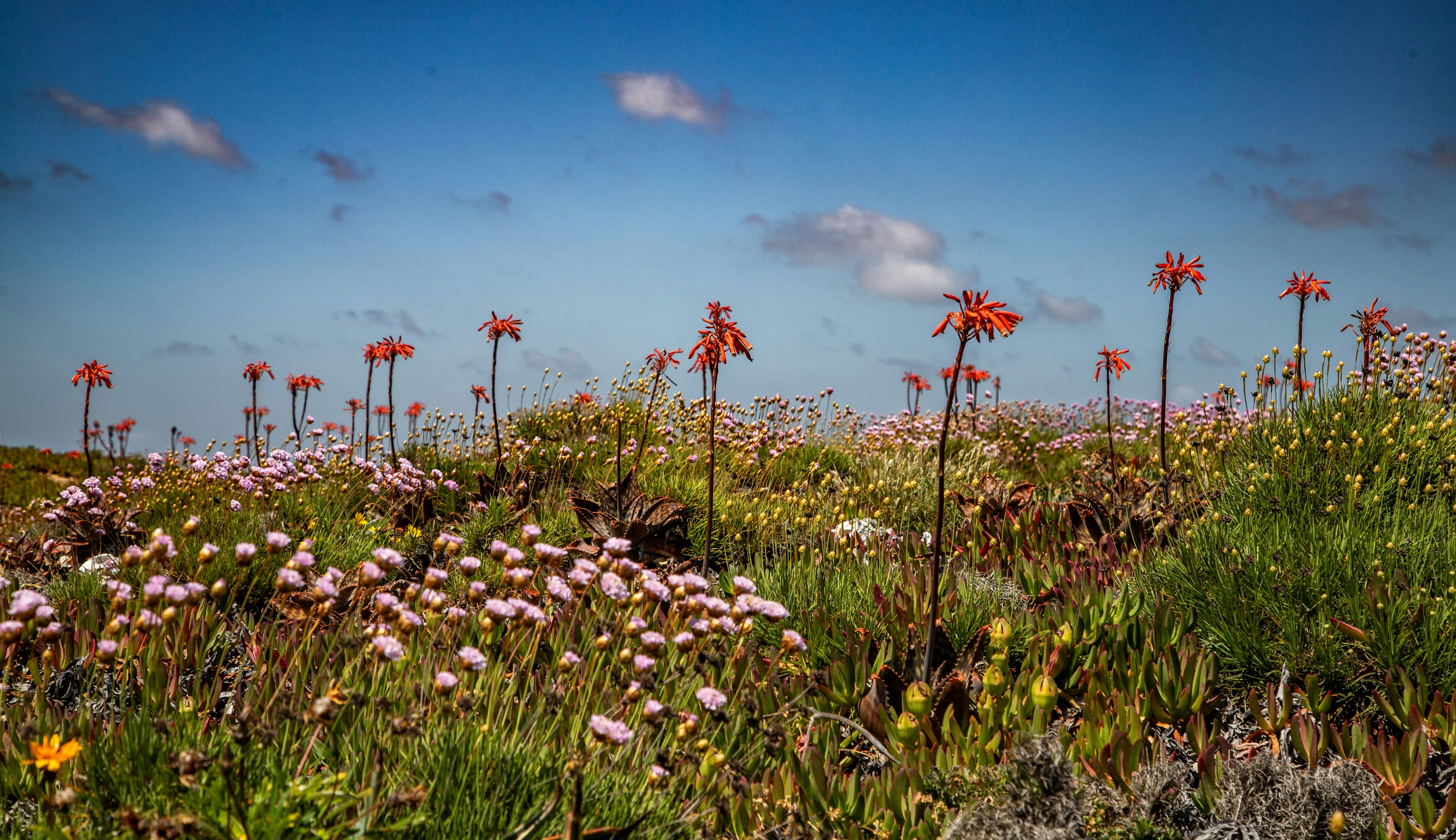 Field of wildflowers under a blue sky