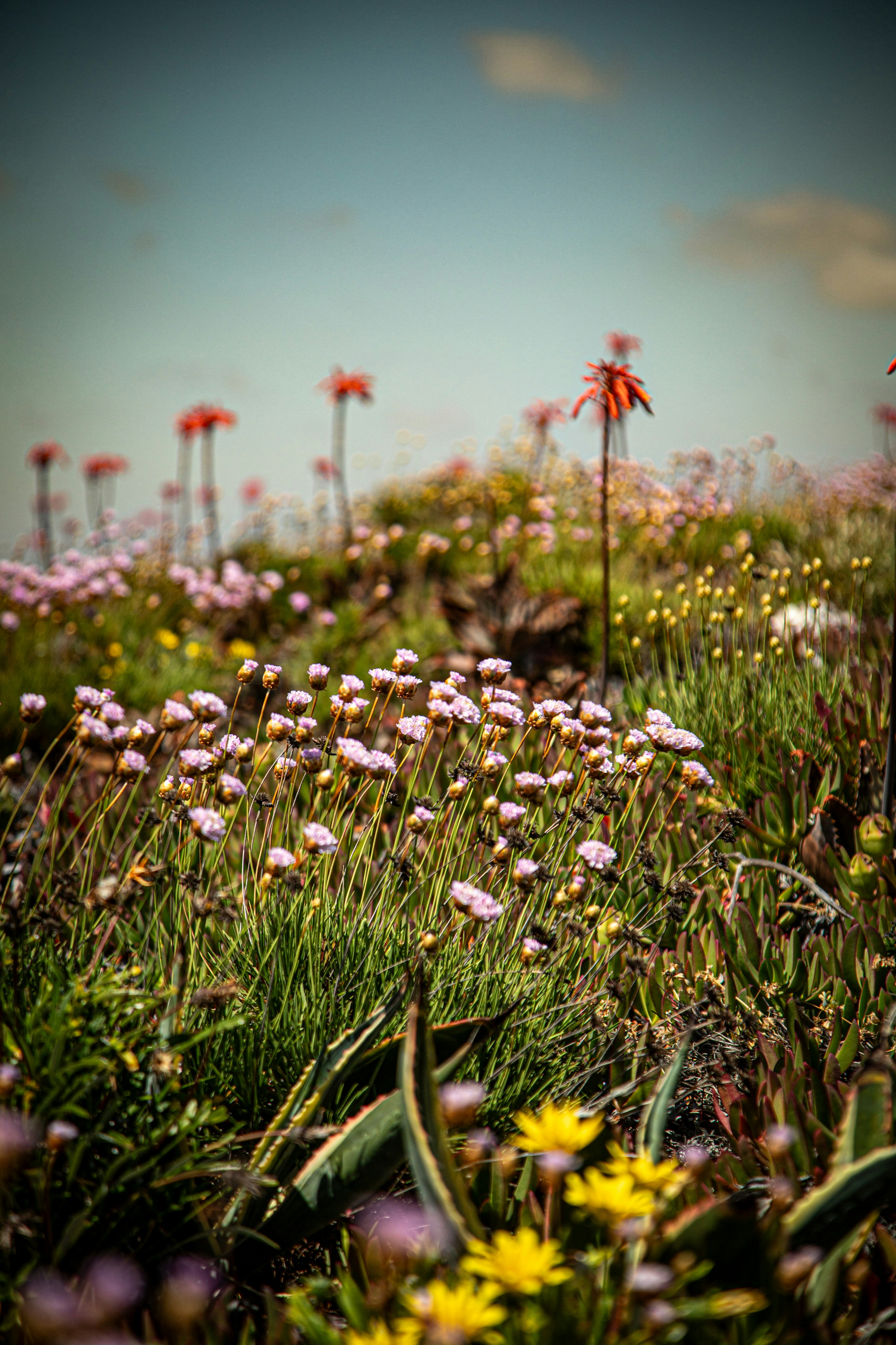 Field of wildflowers with tall red blooms and green grass