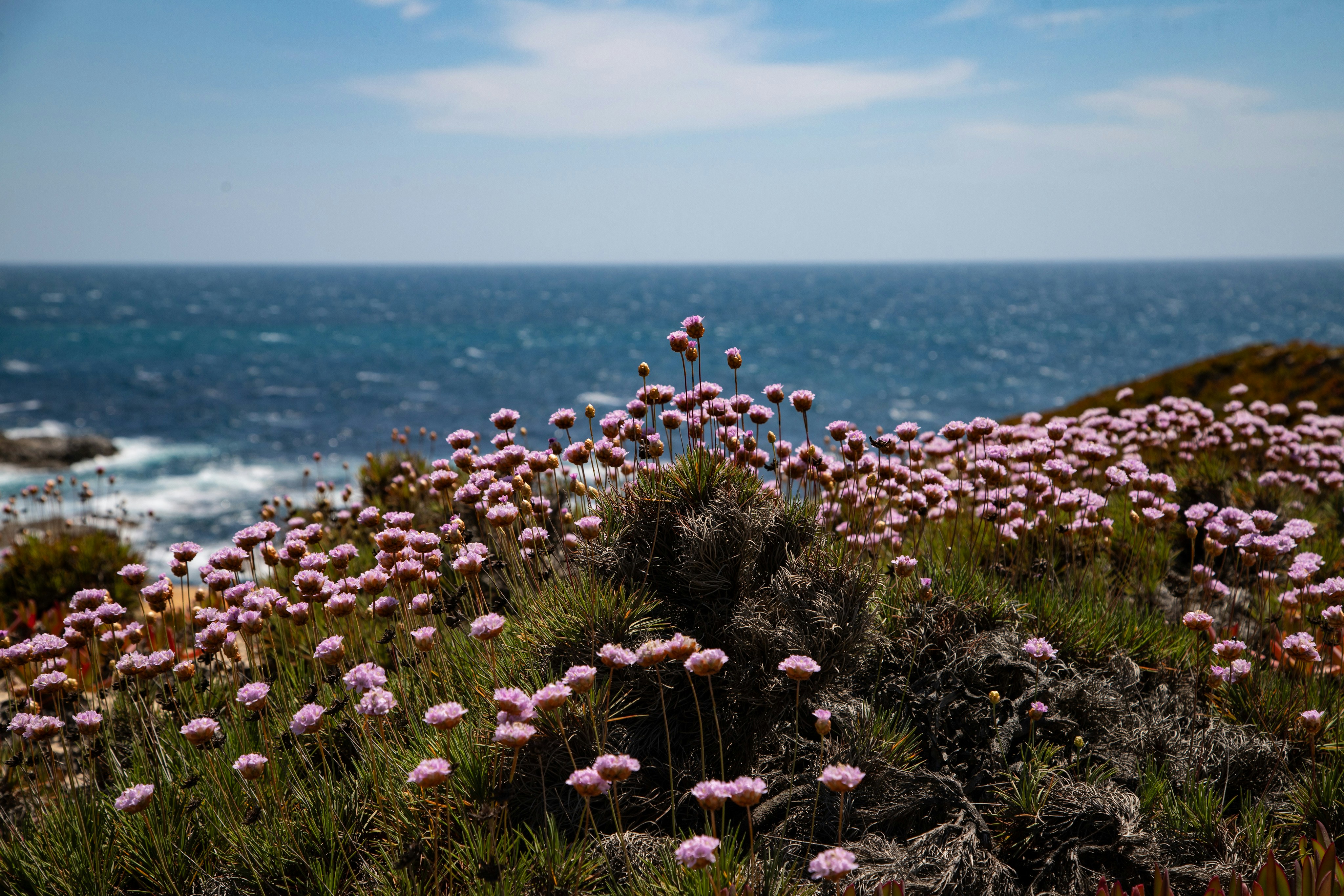 Pink wildflowers bloom on a coastal cliff overlooking the ocean.