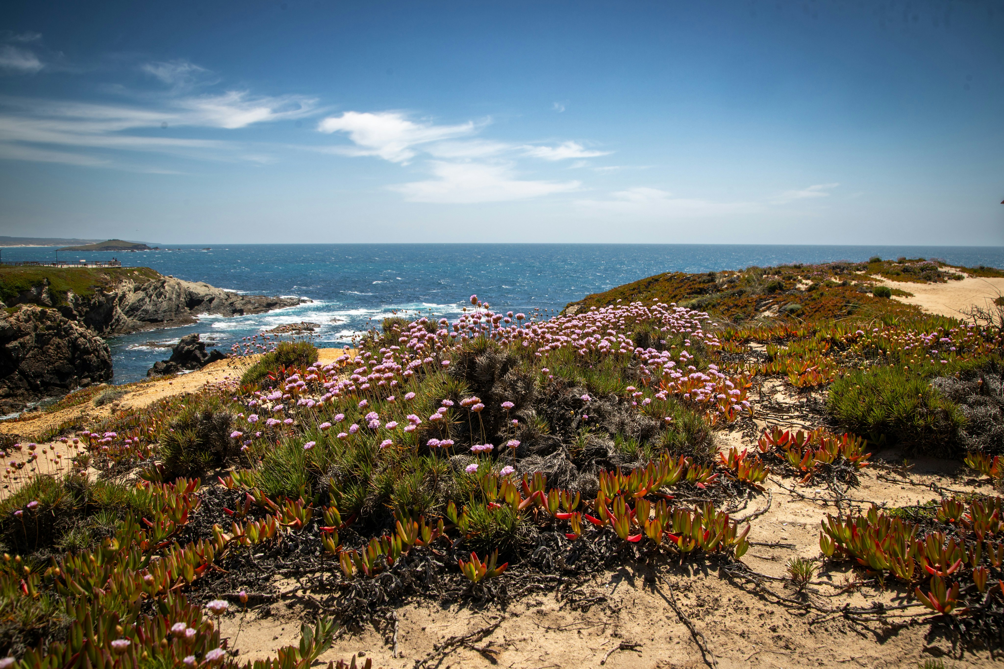 Coastal landscape with pink flowers and blue ocean