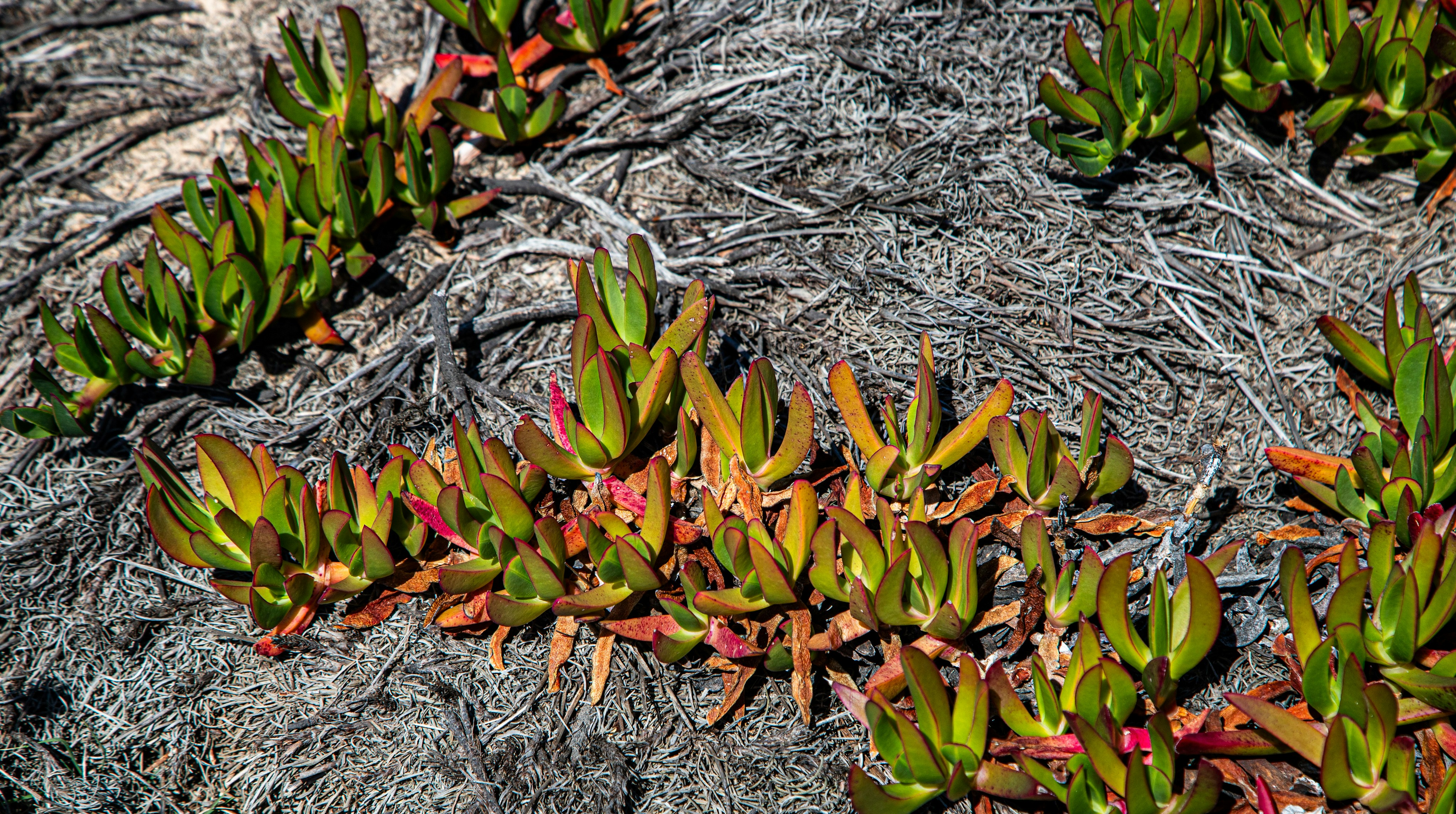 Succulent plants growing on dry ground