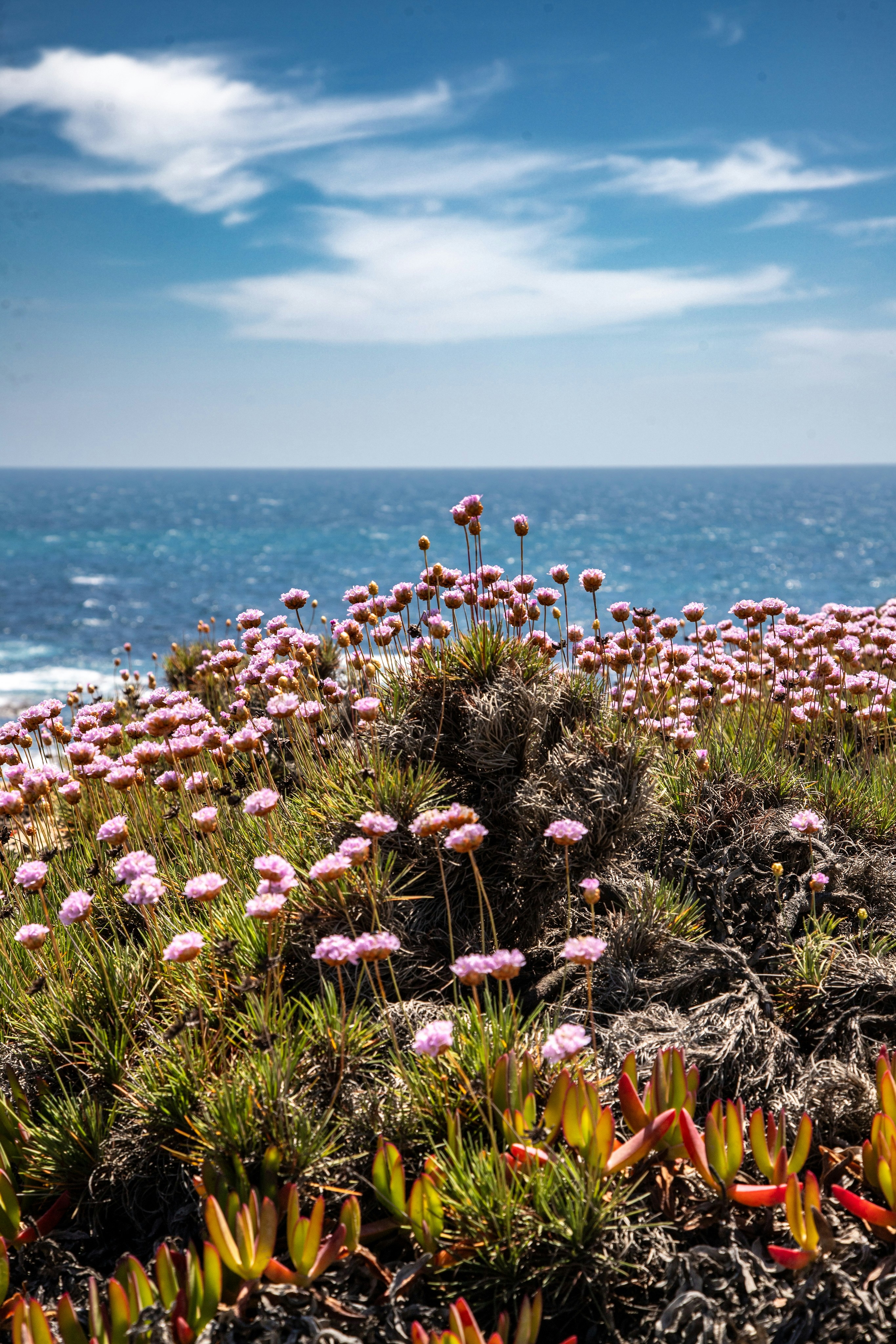 Pink wildflowers bloom on a rocky coastline overlooking the ocean.