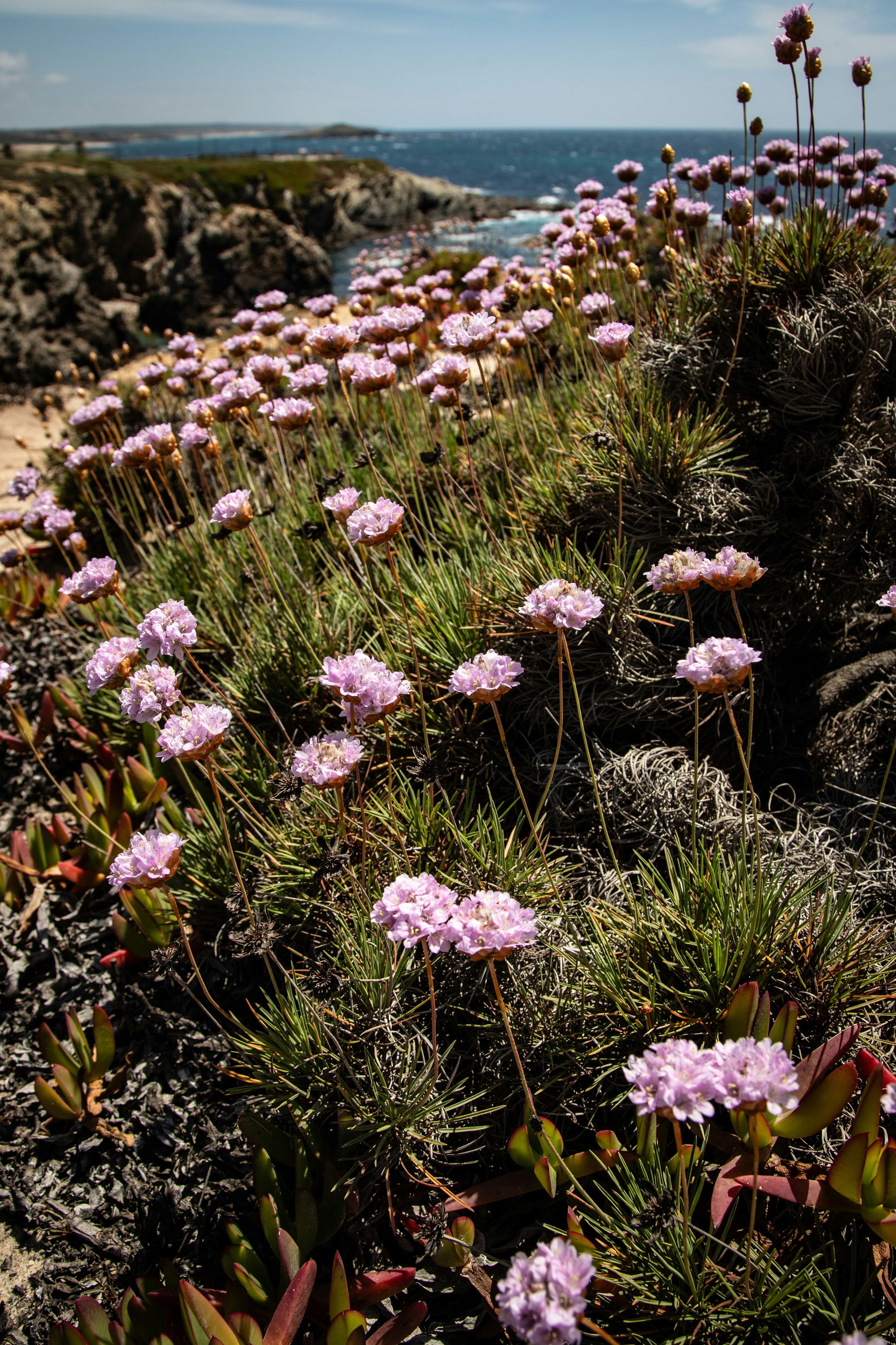 Pink wildflowers bloom on a rocky coastline overlooking the ocean.