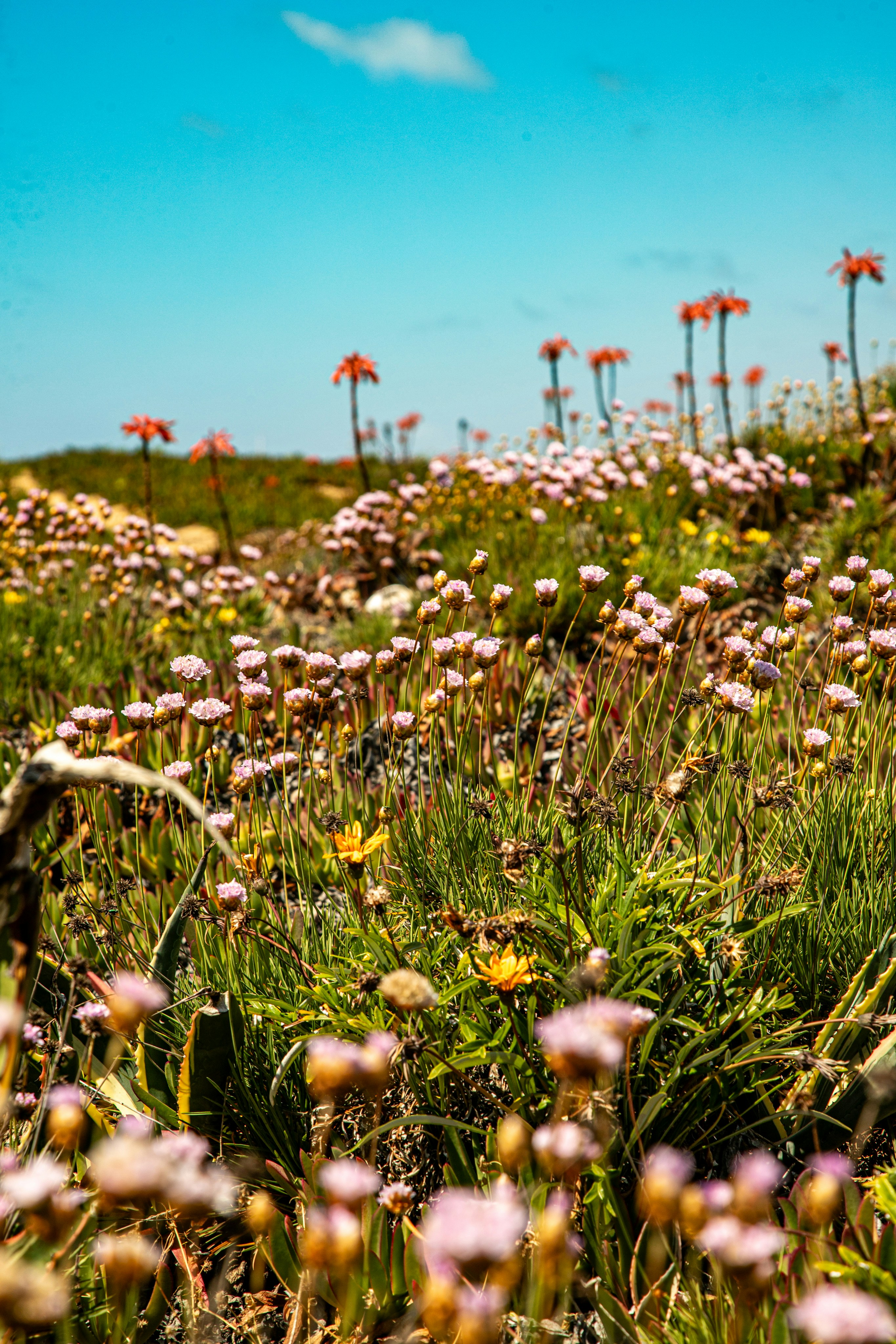 Field of pink and orange wildflowers under a blue sky.