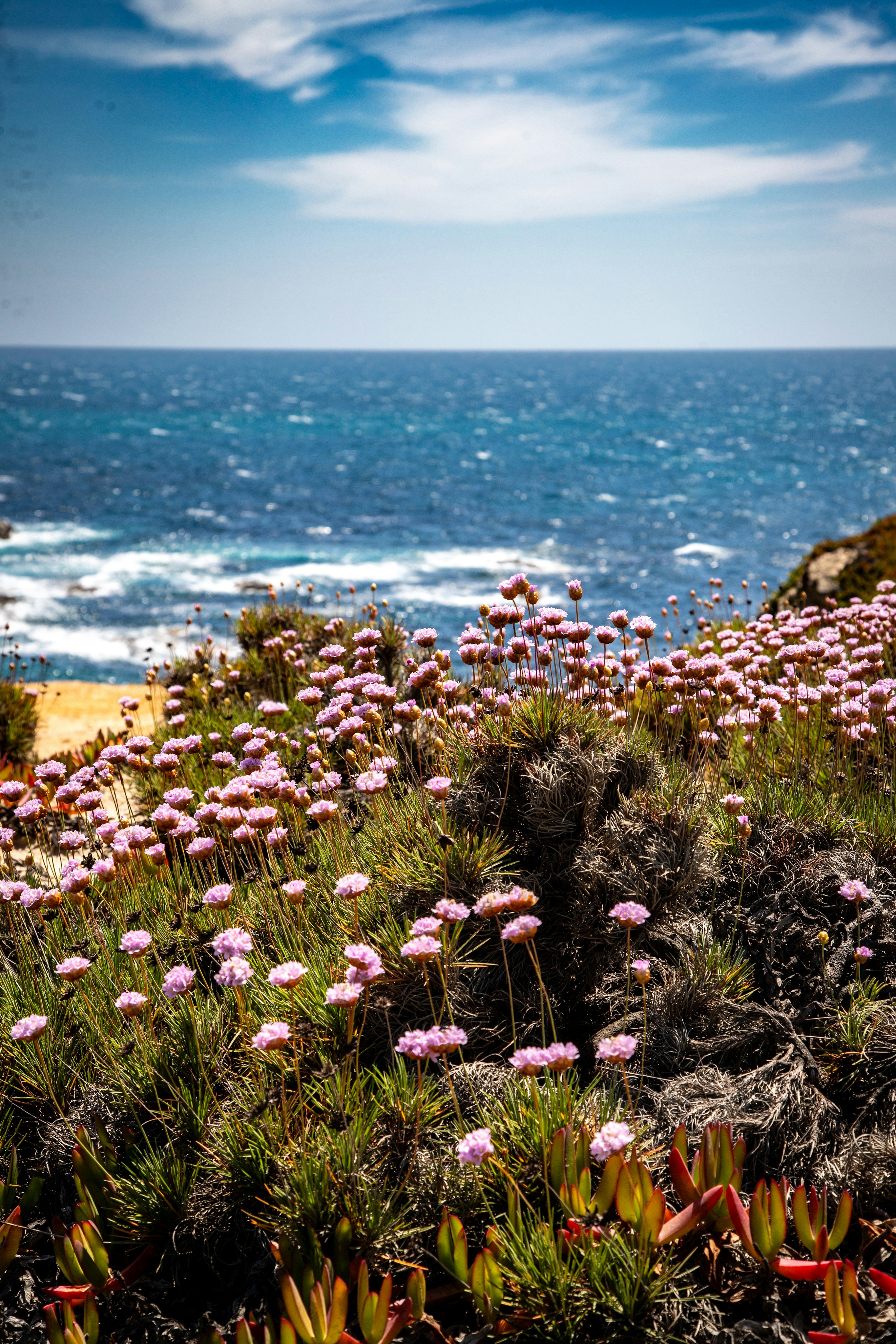 Pink flowers bloom on a cliff overlooking the blue ocean.