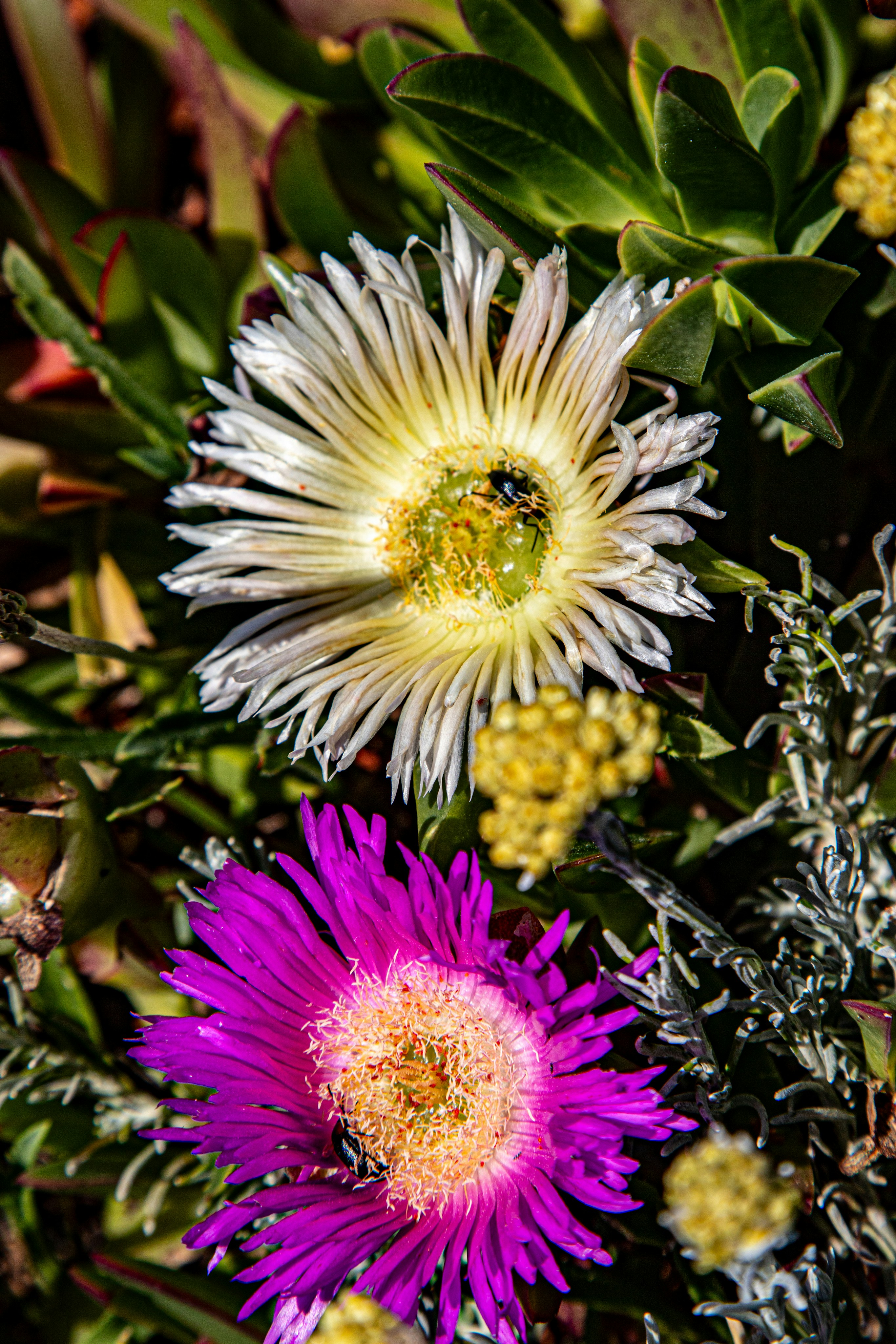 Two colorful wildflowers with bees collecting nectar