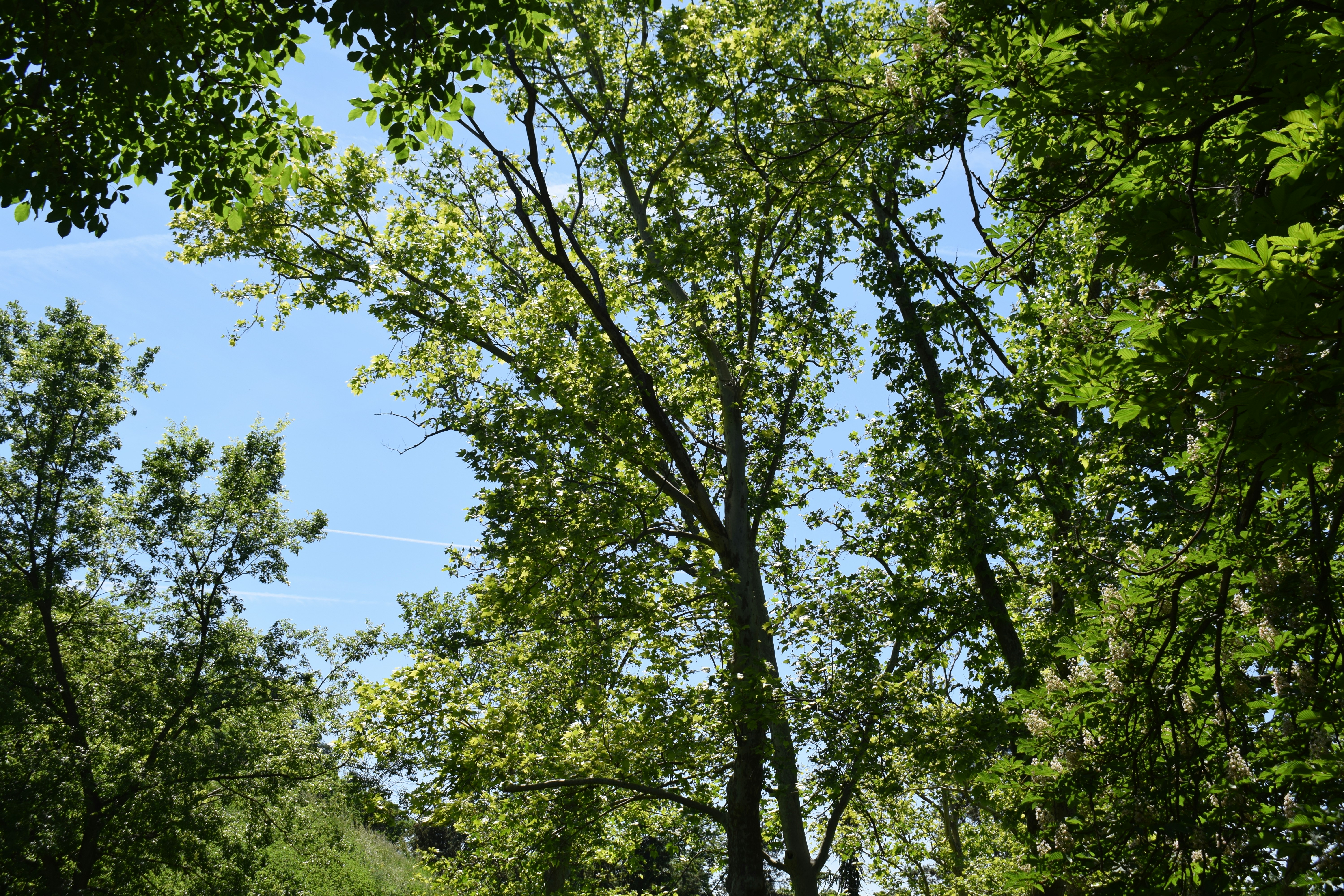 De grands arbres aux feuilles vertes sur un ciel bleu