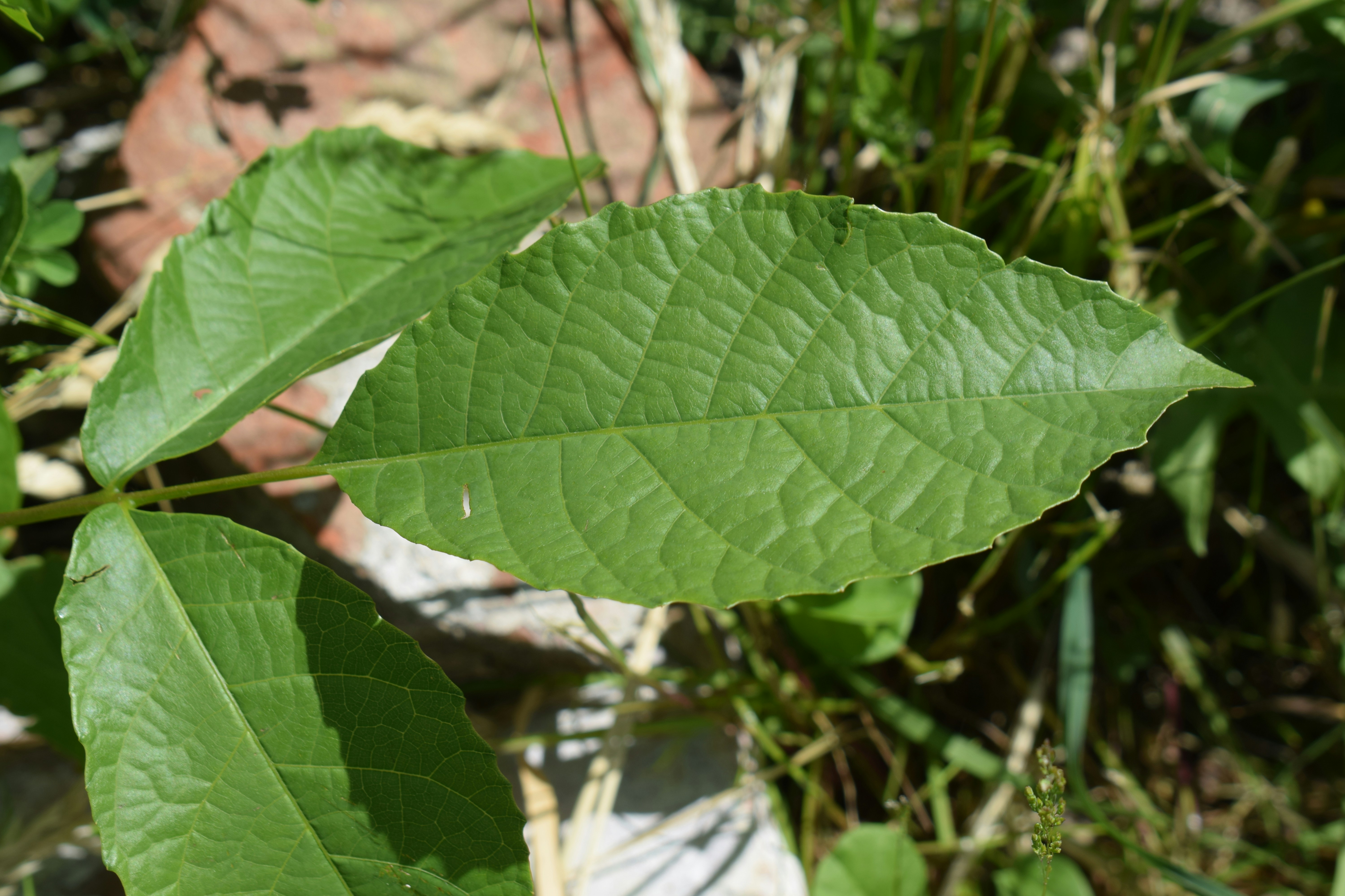 Gros plan d’une feuille verte éclatante avec des veines visibles.