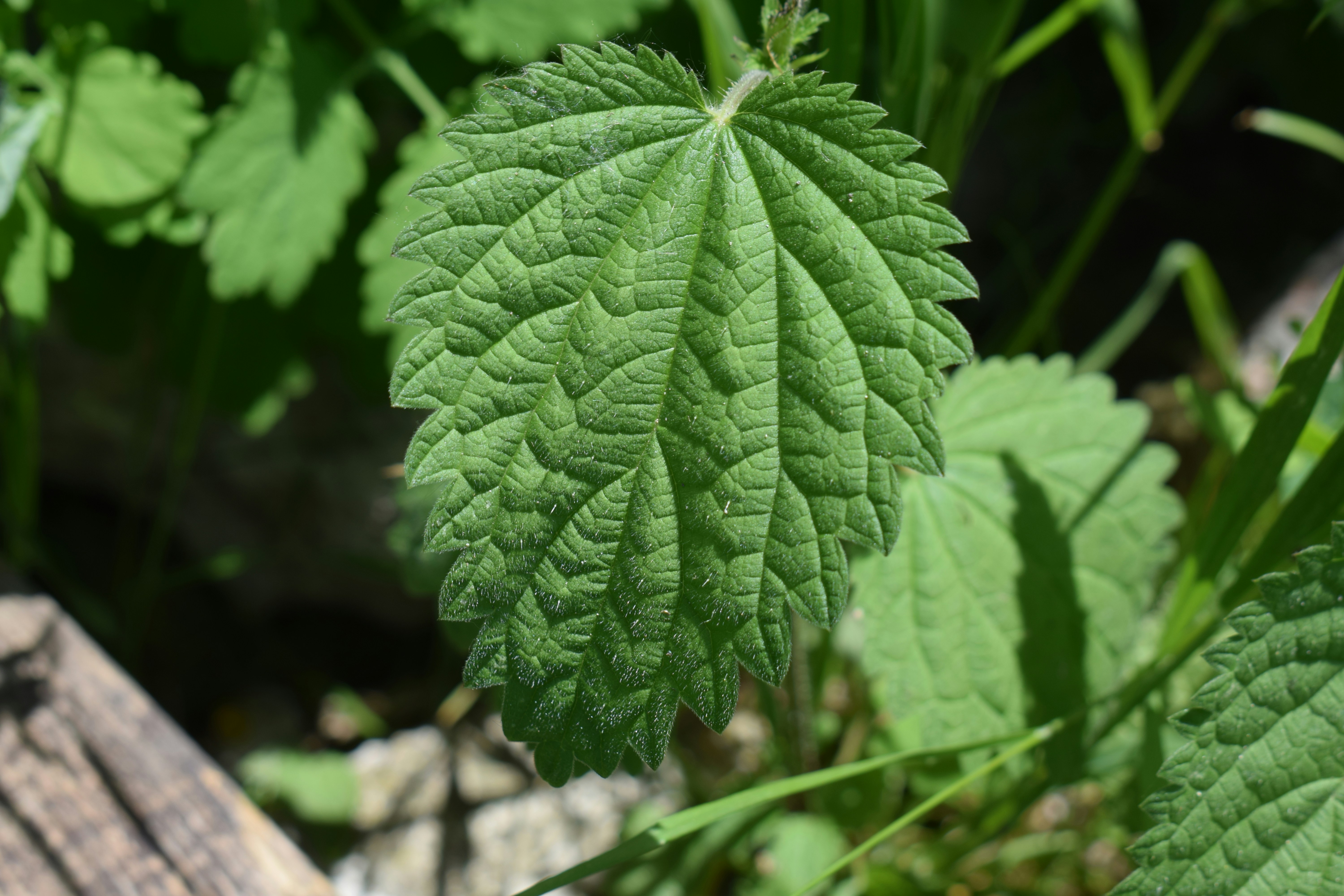 Gros plan d’une feuille d’ortie verte.