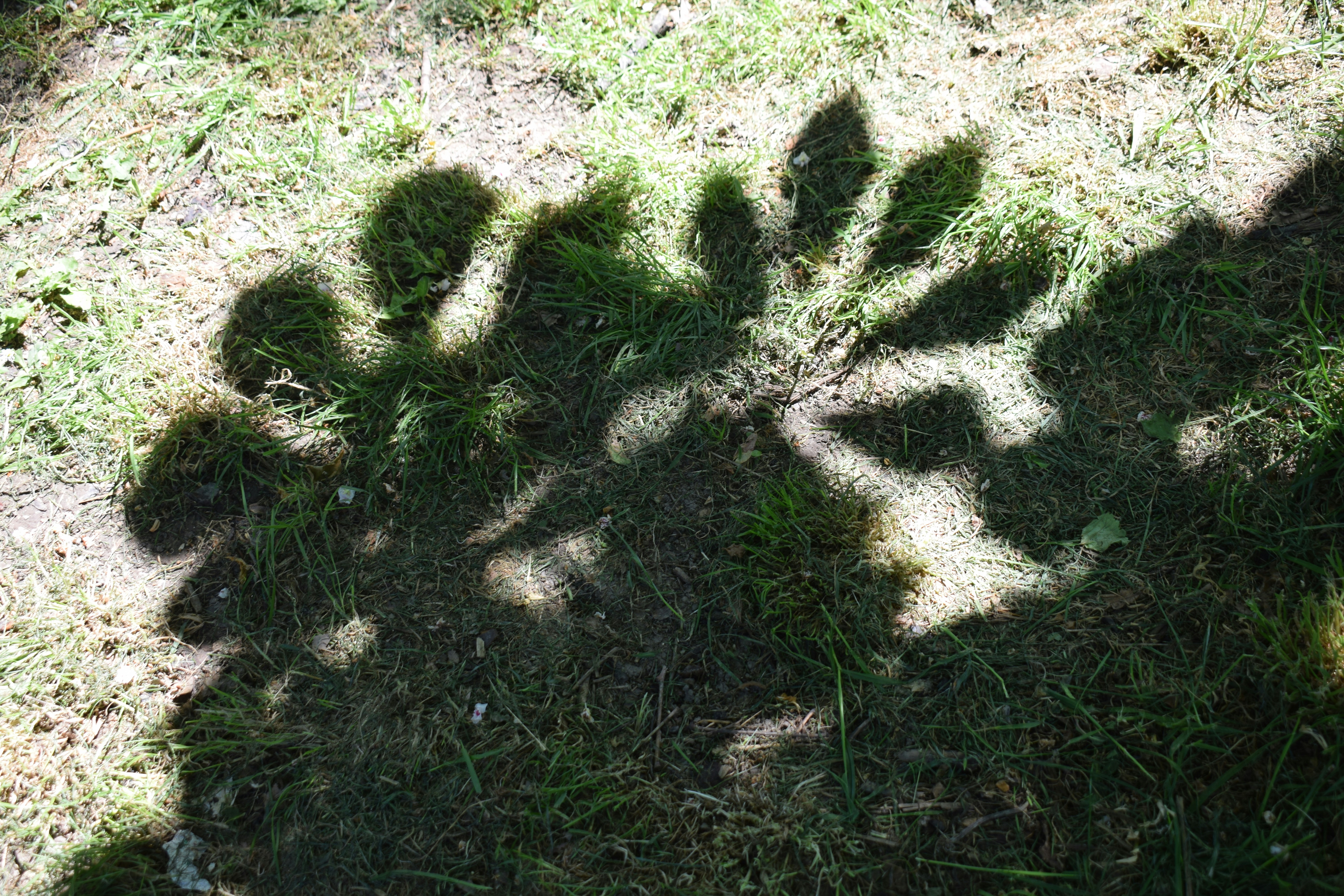 Ombres de feuilles projetées sur l’herbe
