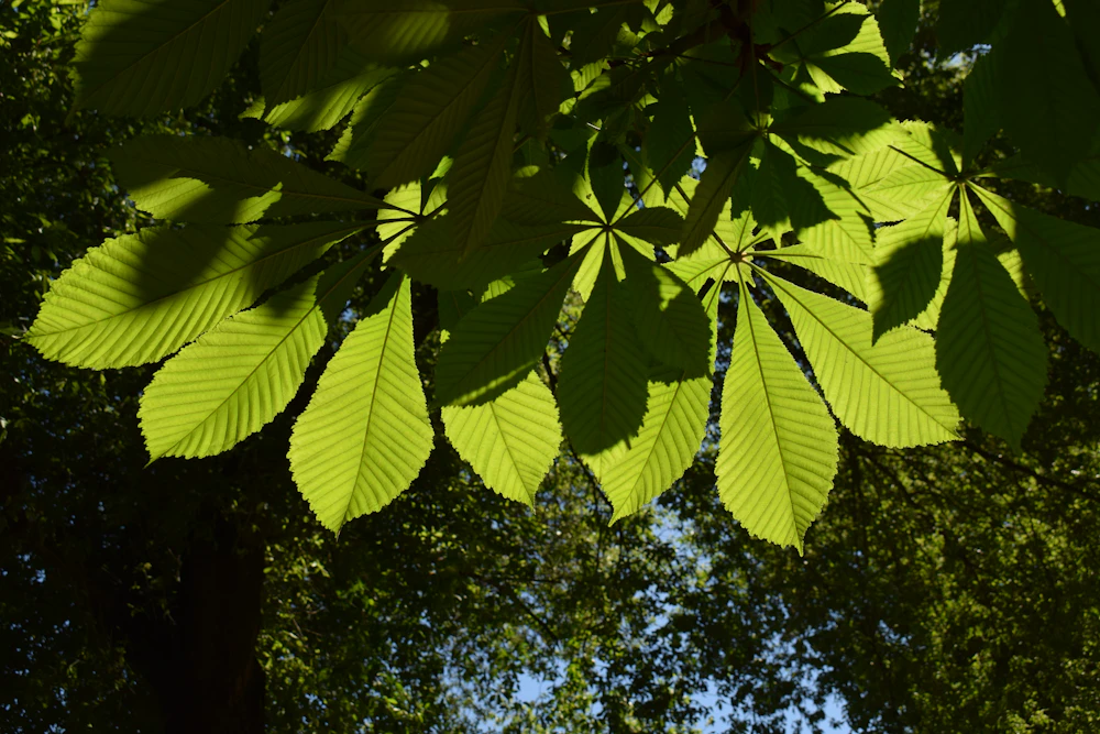 Sunlight shining through a backlit green crop canopy