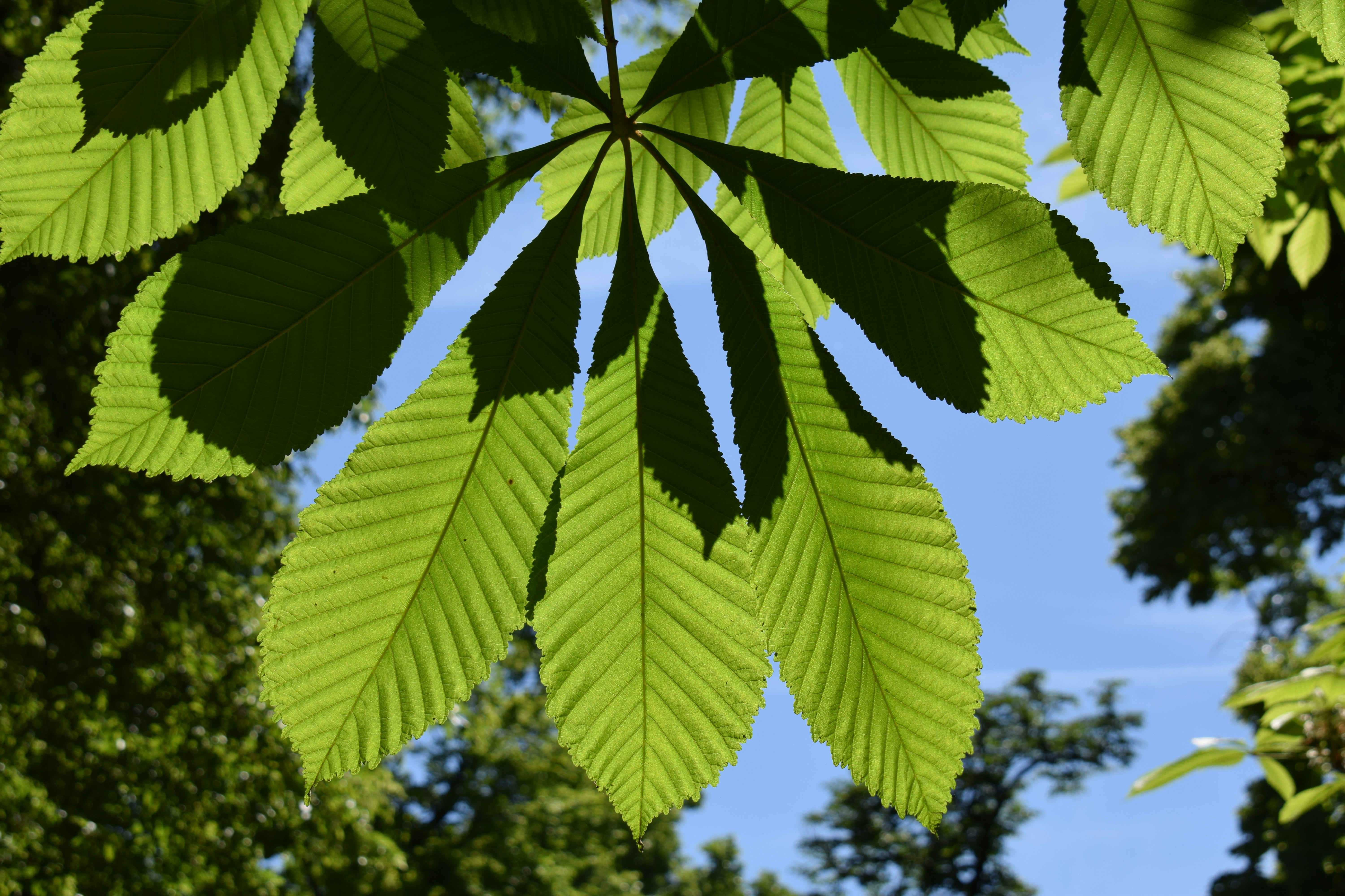 Feuilles vertes éclairées par la lumière du soleil sur un ciel bleu.