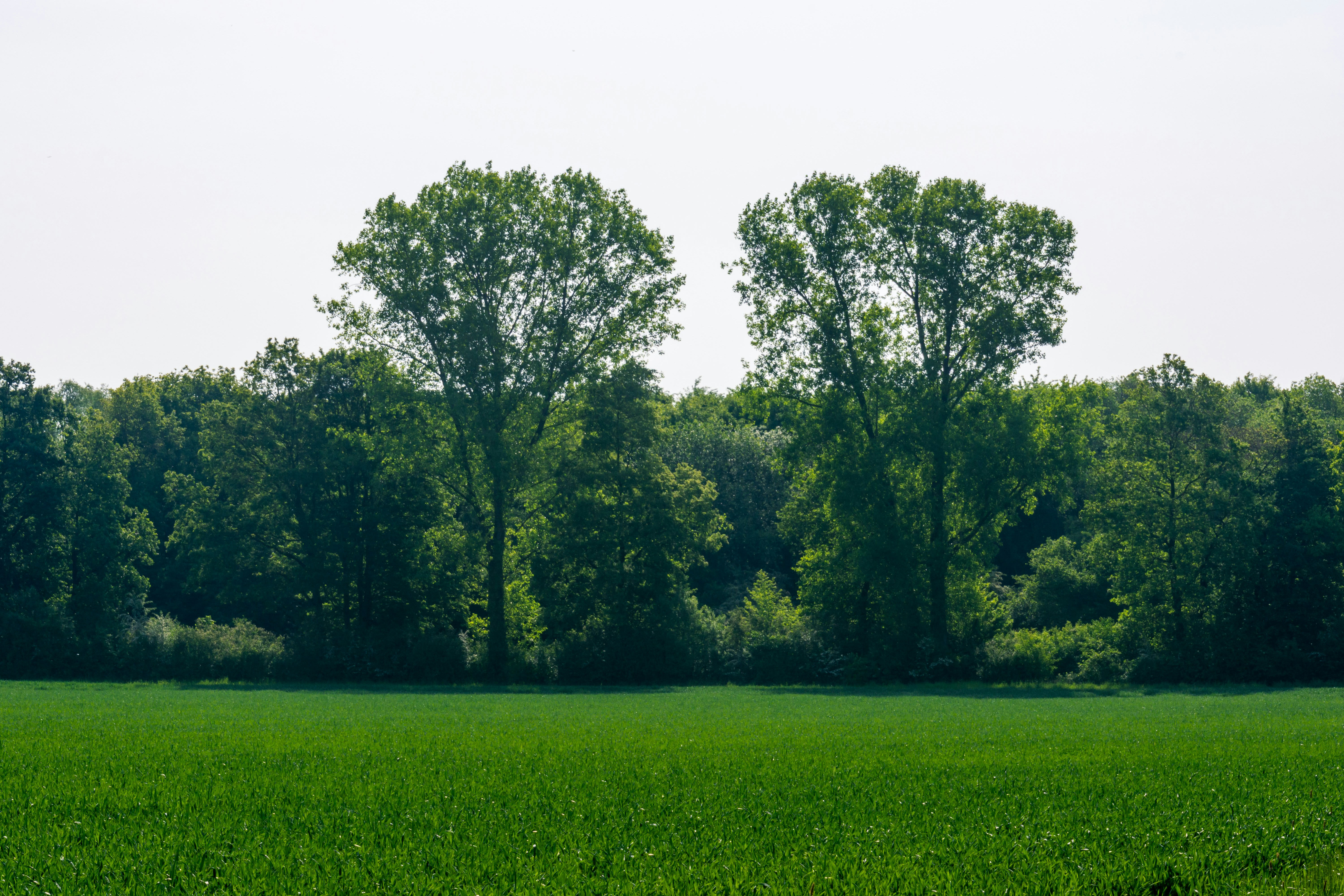 Photo by skstrannik