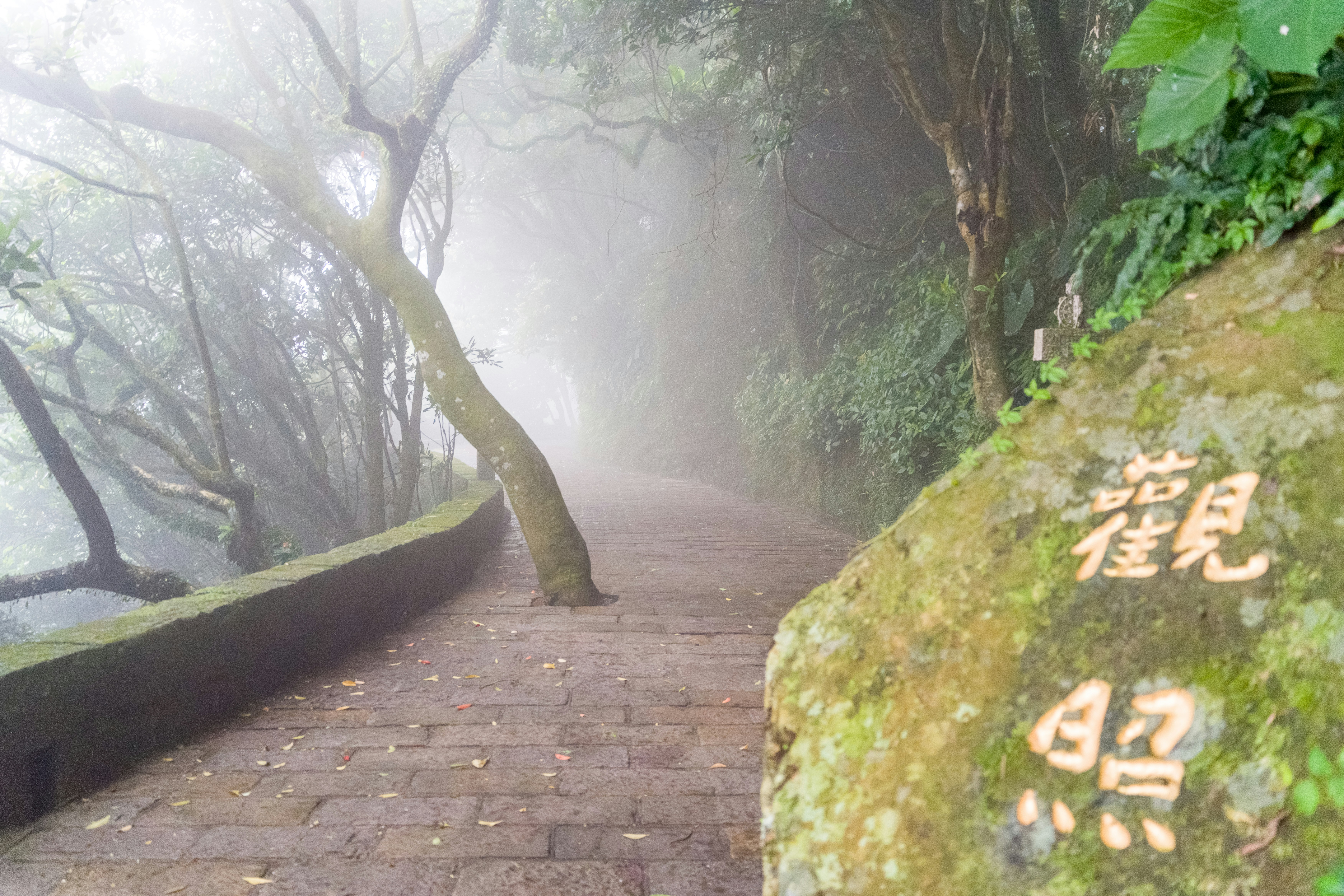 Steinweg durch einen nebligen Wald mit eingravierten Felsen.