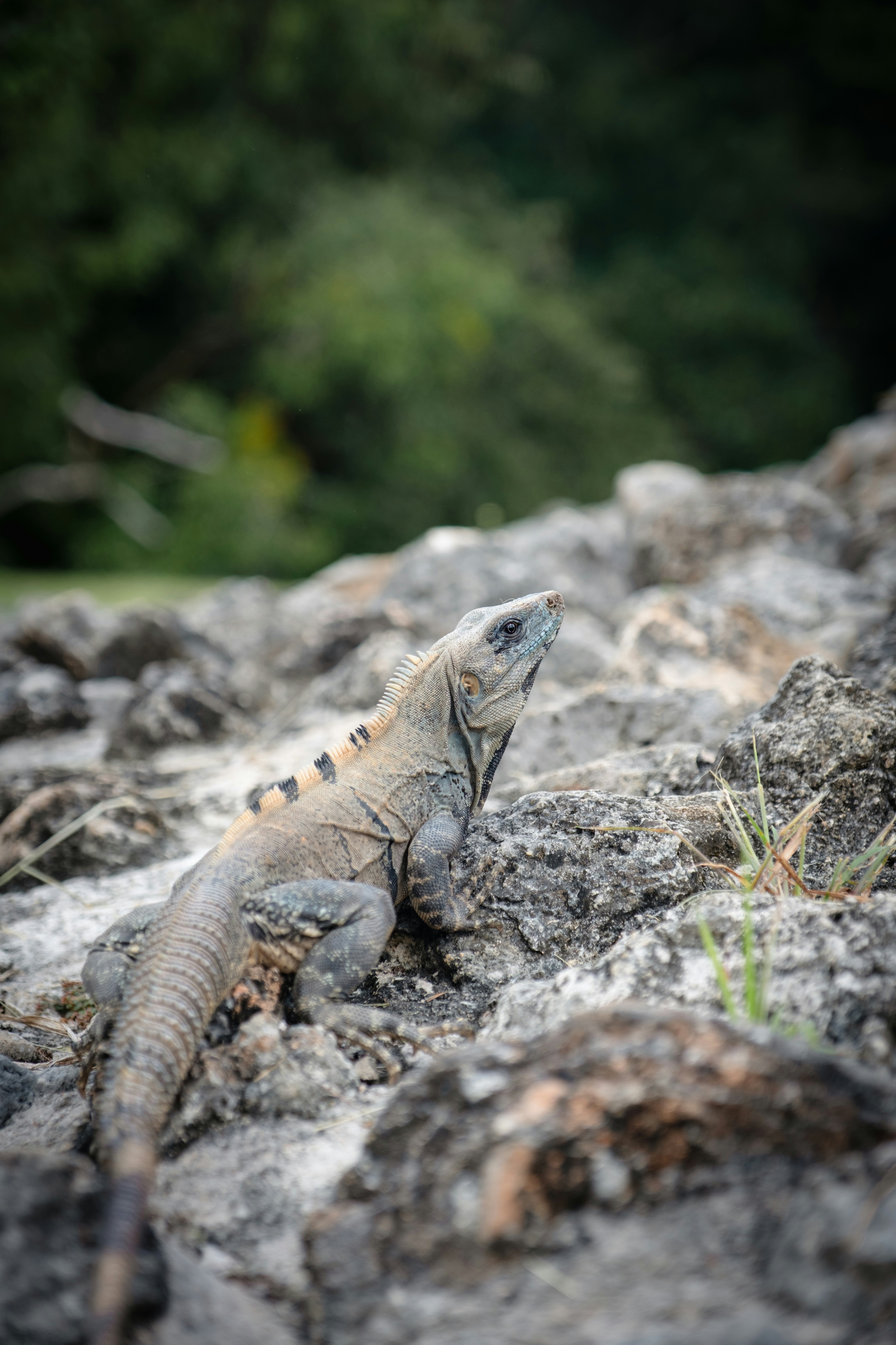 A lizard rests on a rocky surface with trees behind