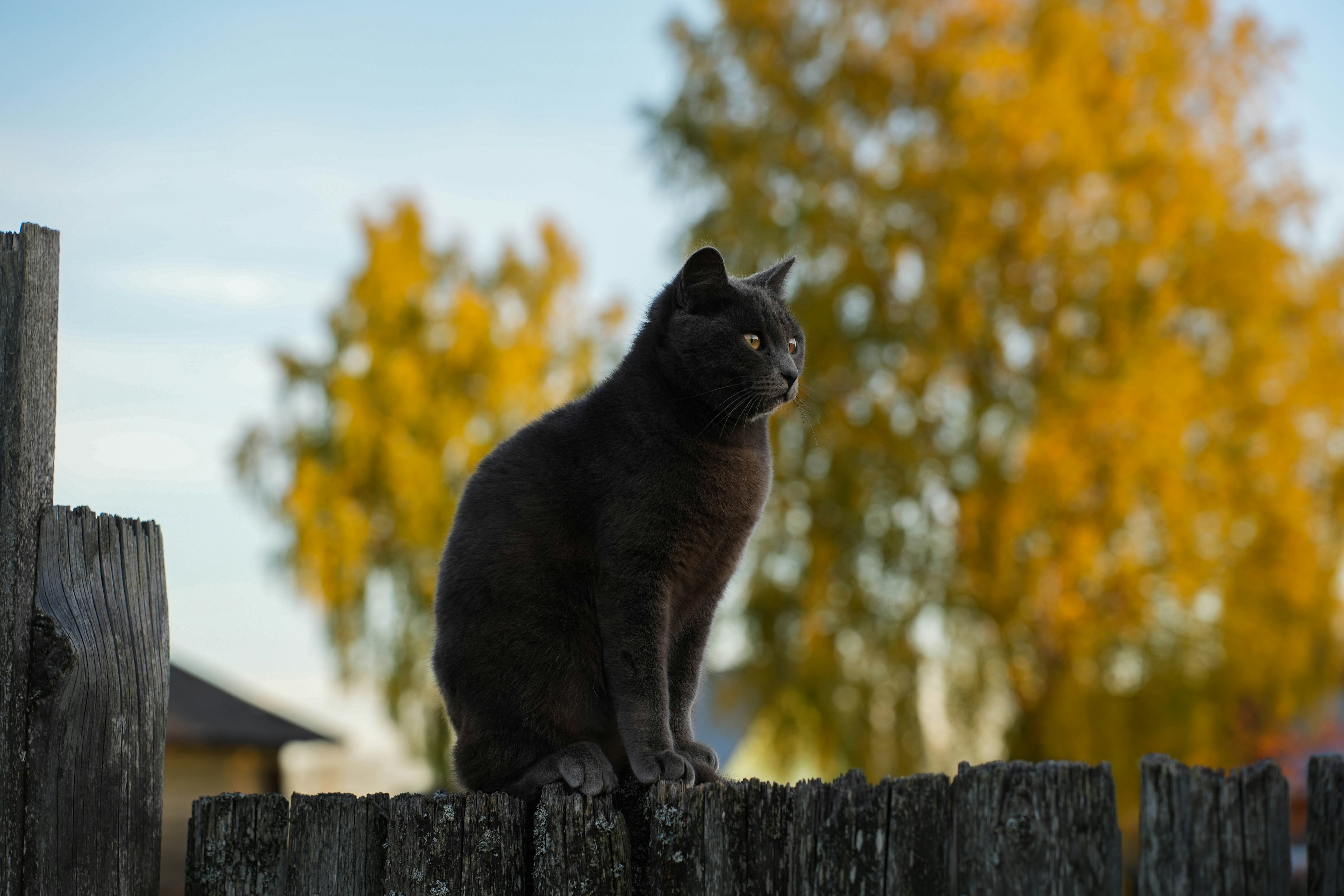 黄色い秋の木々が木の柵に立つ黒猫。