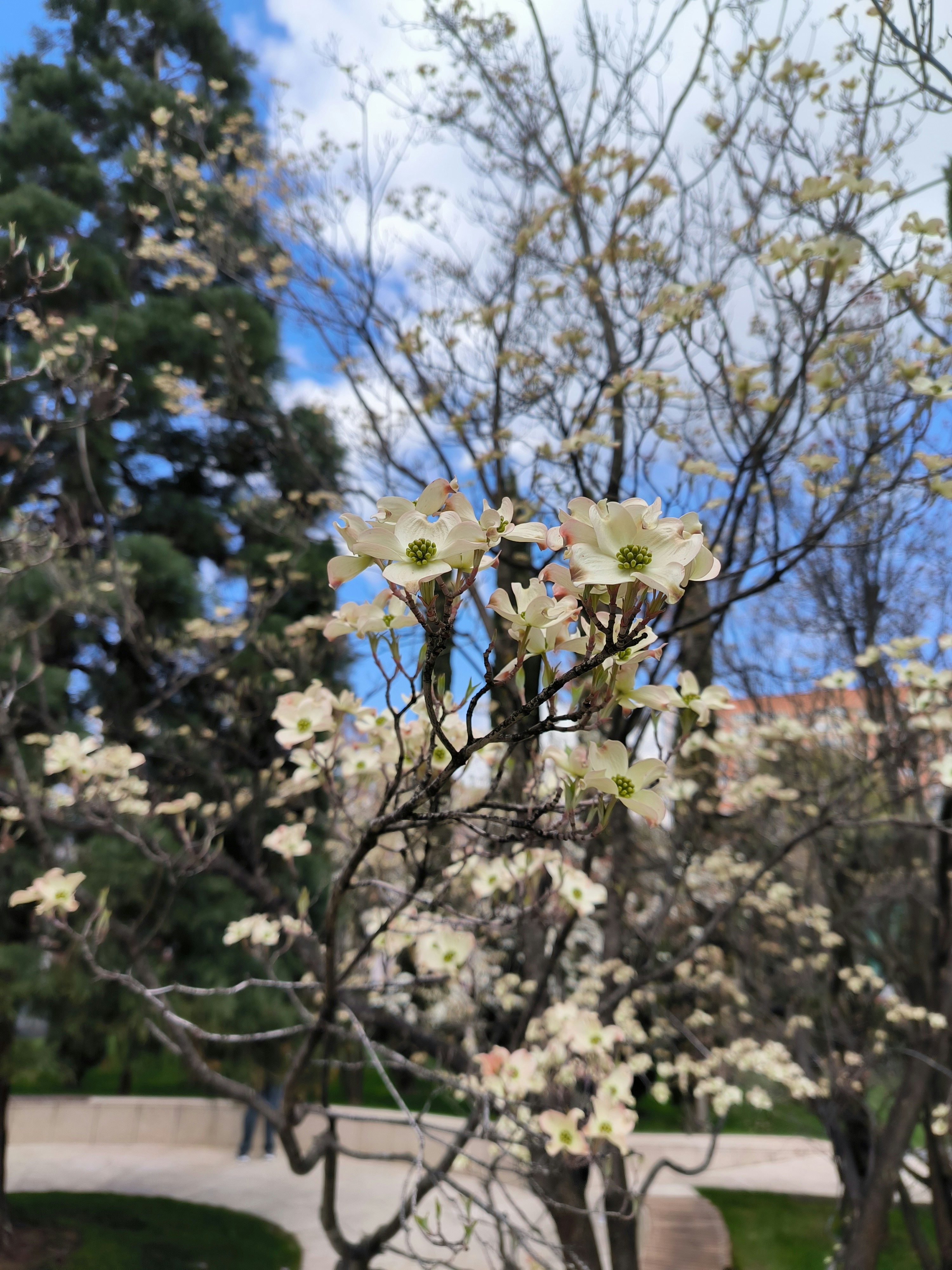 木の枝に咲く白いハナミズキの花。