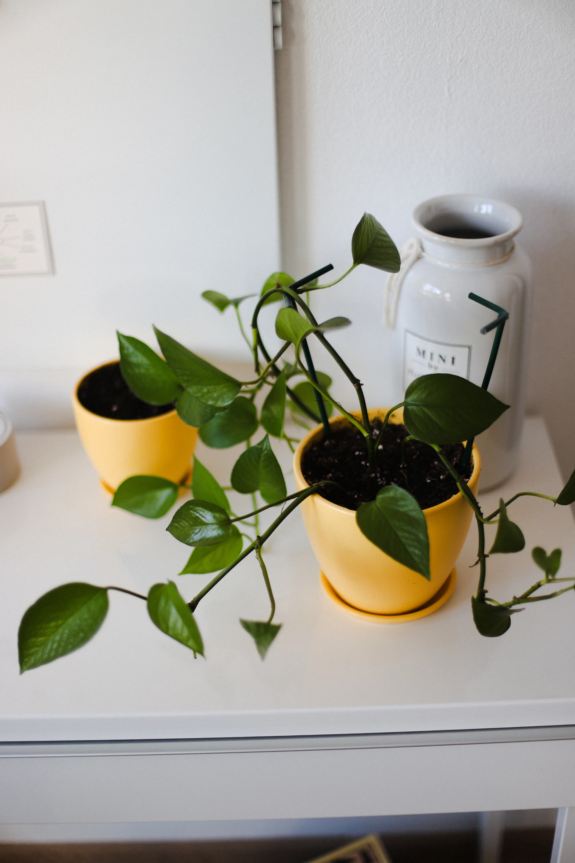 Two potted plants on a white shelf.