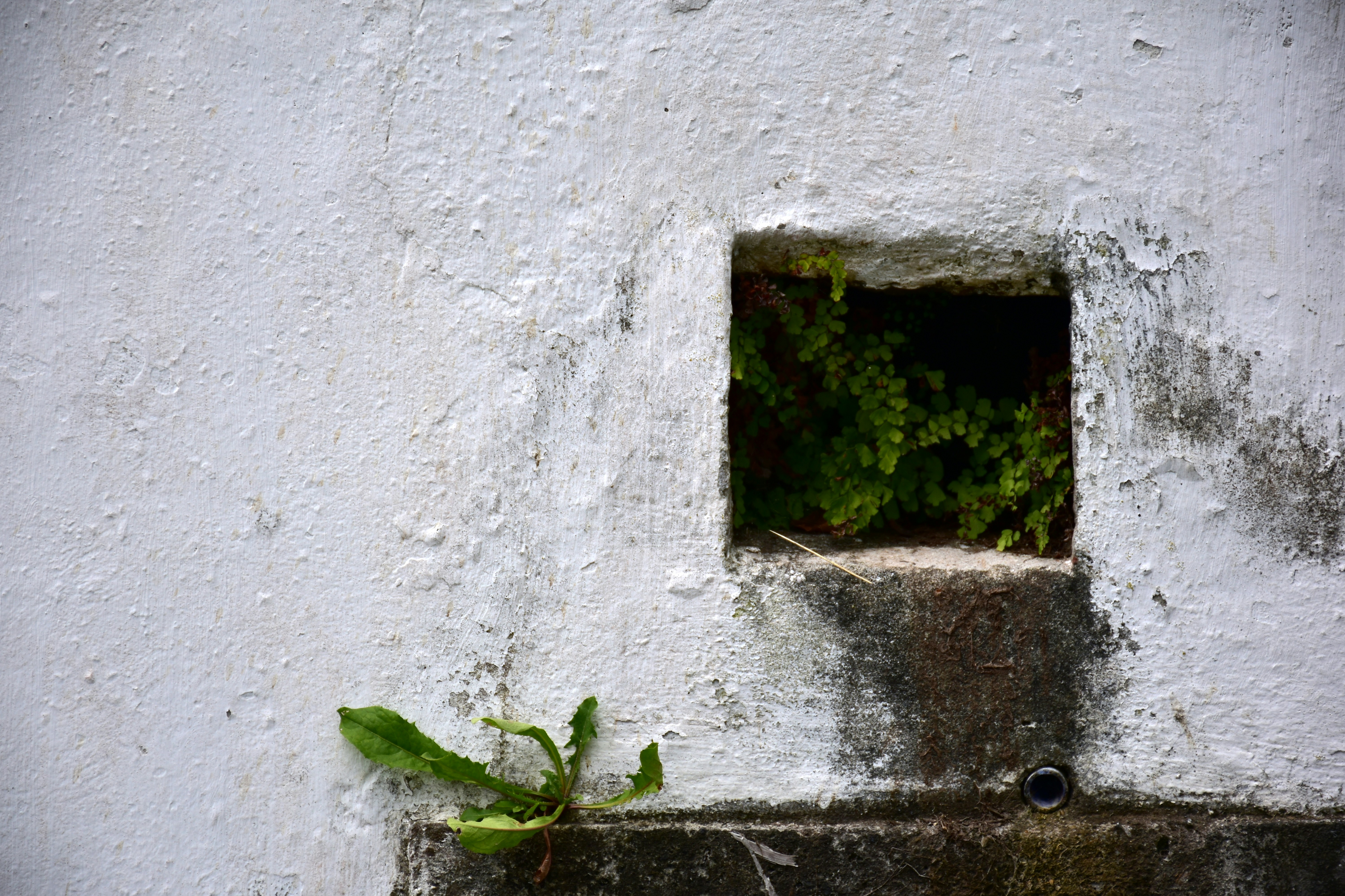 White wall with a square hole revealing green moss.