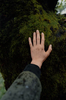A hand touches a moss-covered tree trunk.