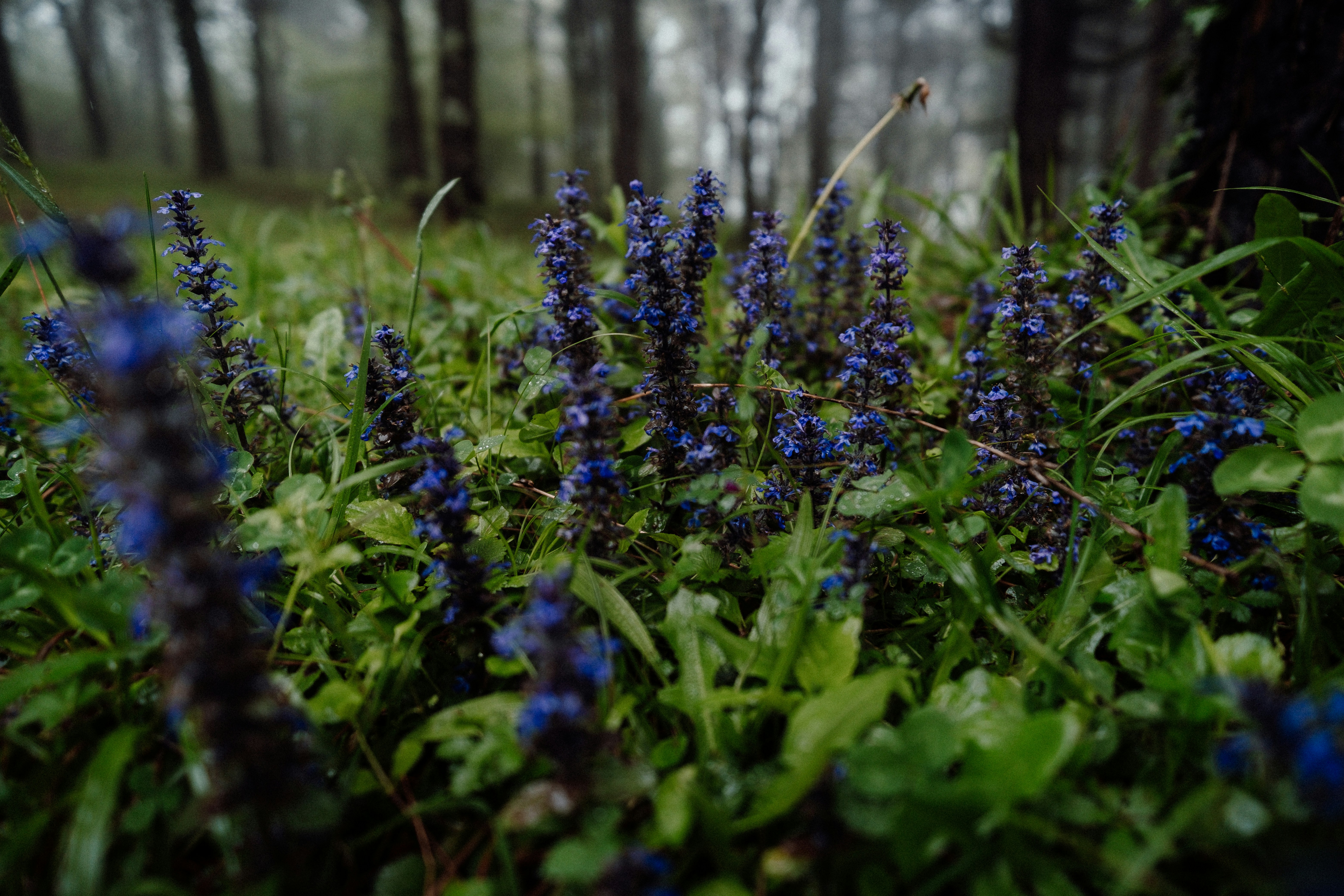 Small purple flowers bloom in a misty forest.