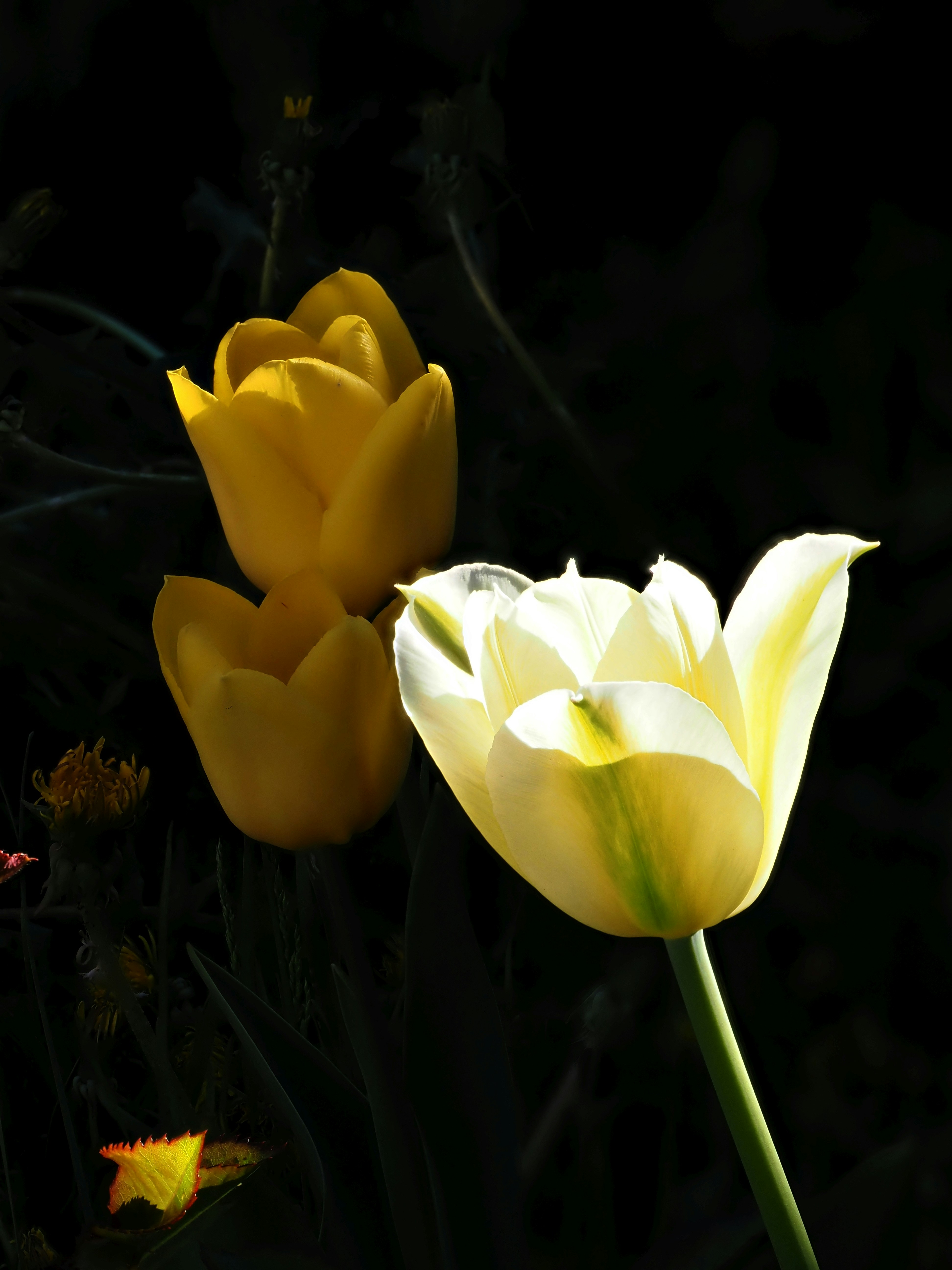 Photo by juriia56