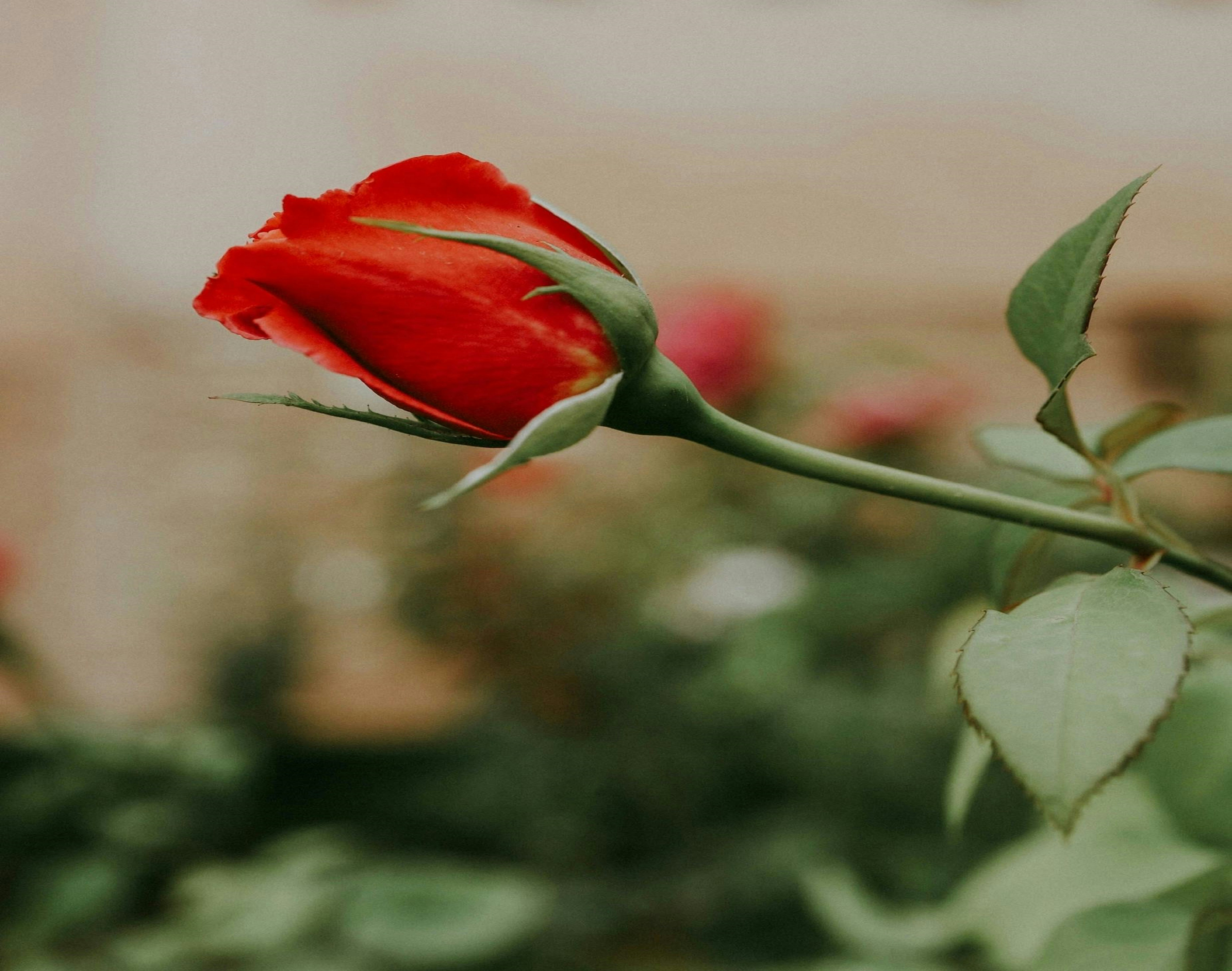 A single red rose bud with green leaves