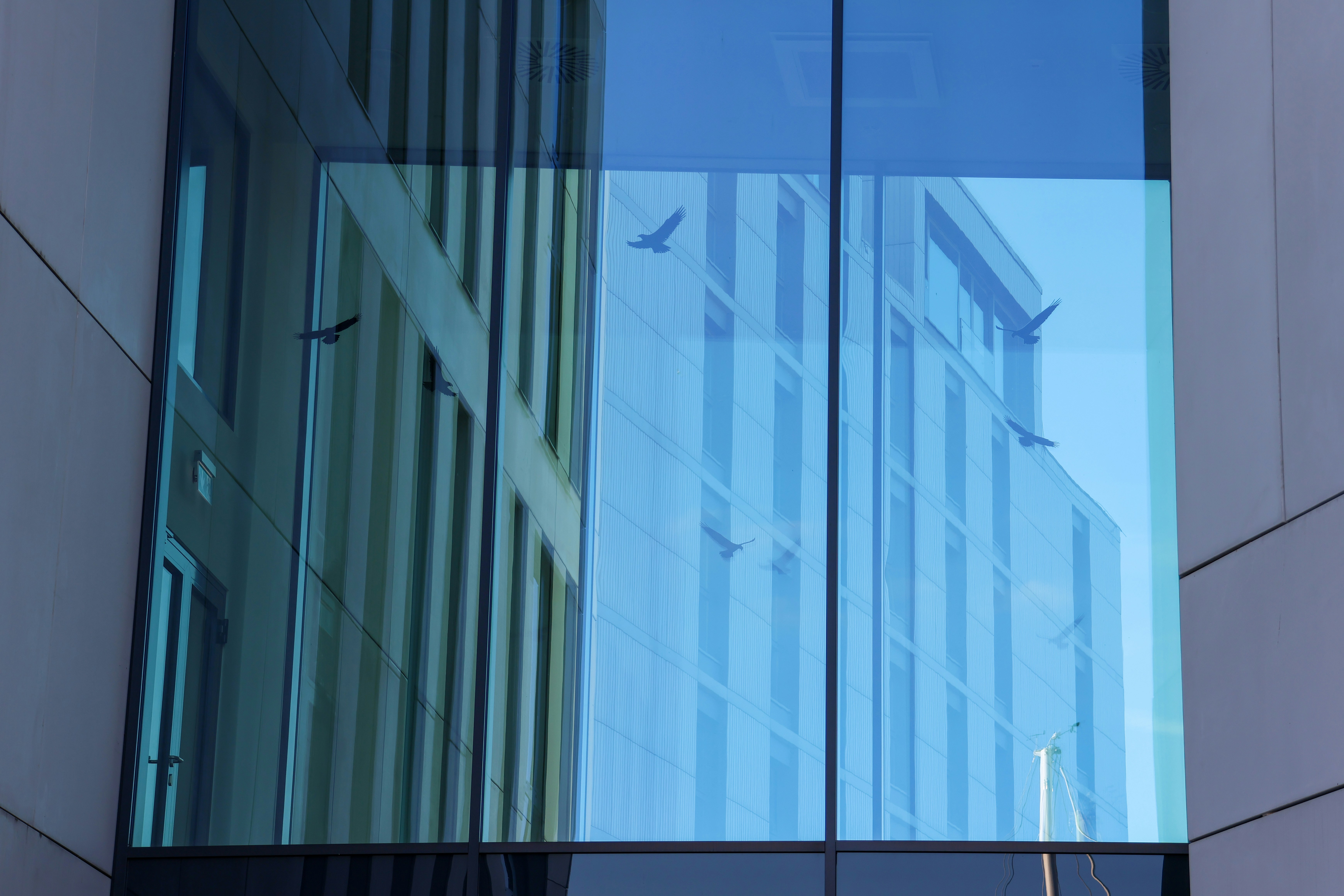 Birds fly past a modern building reflected in glass