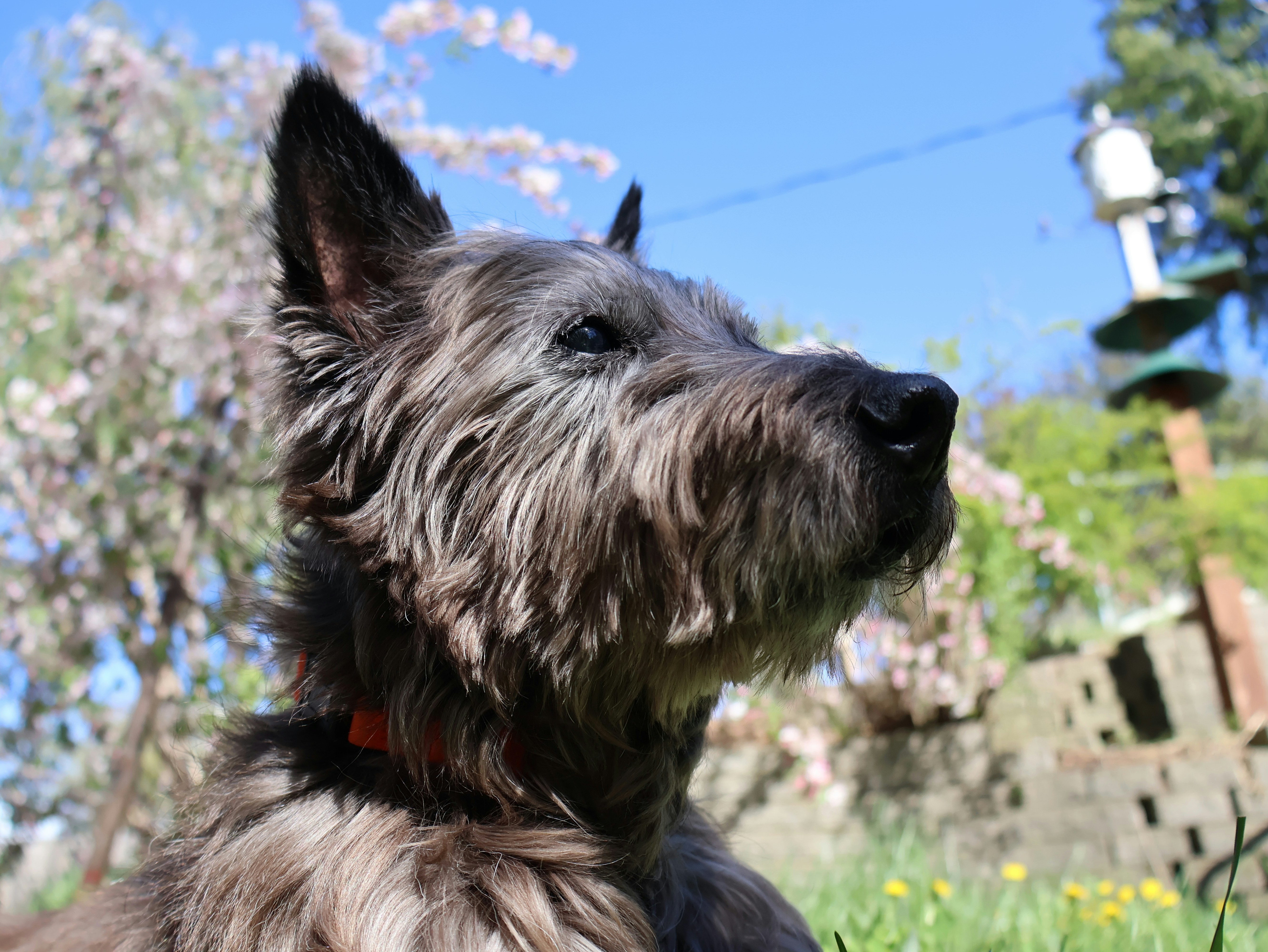 Συχνές Ασθένειες στο Cairn Terrier: Πρόληψη & Συμπτώματα