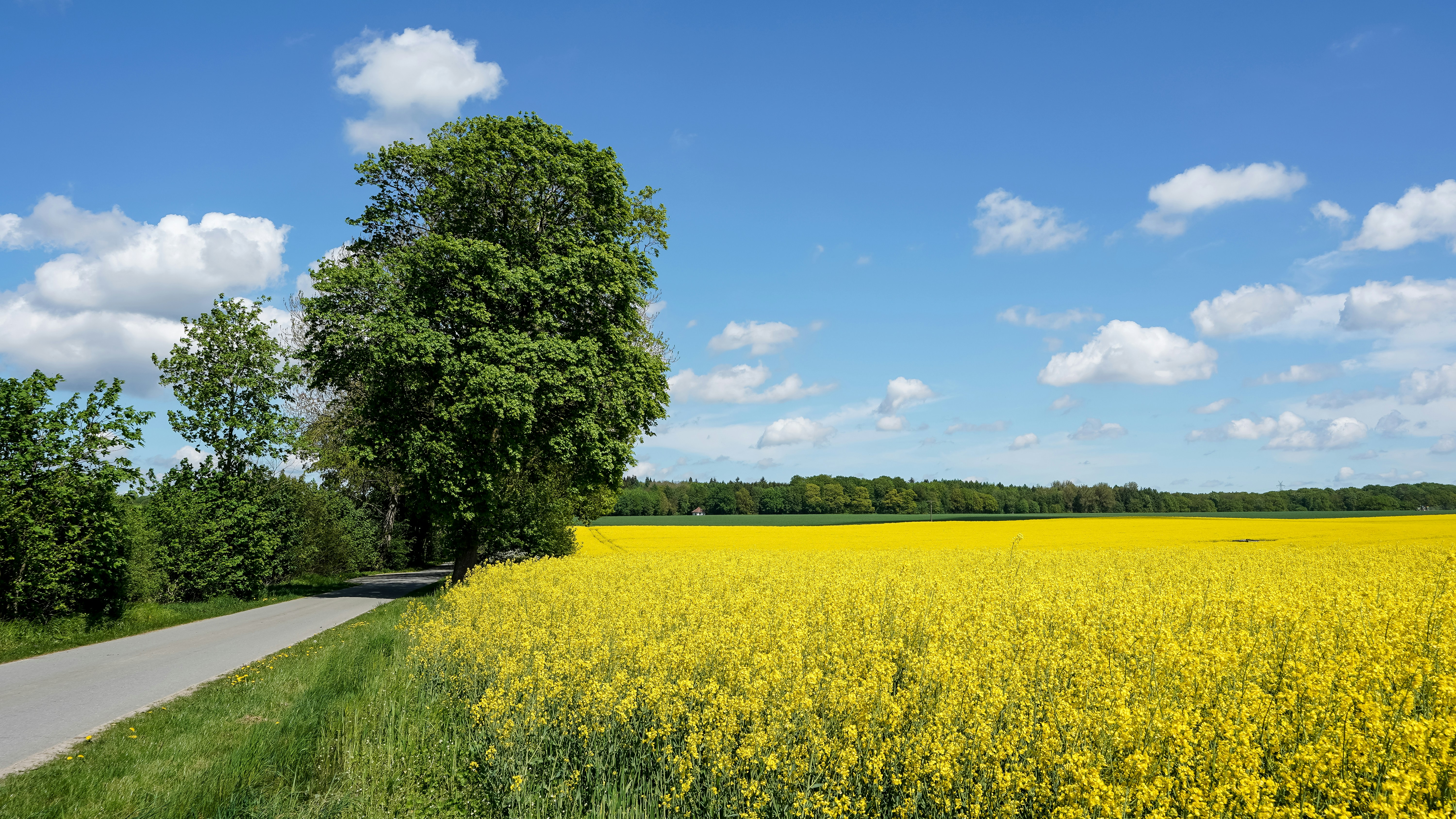 A bright yellow field of flowers under a blue sky.