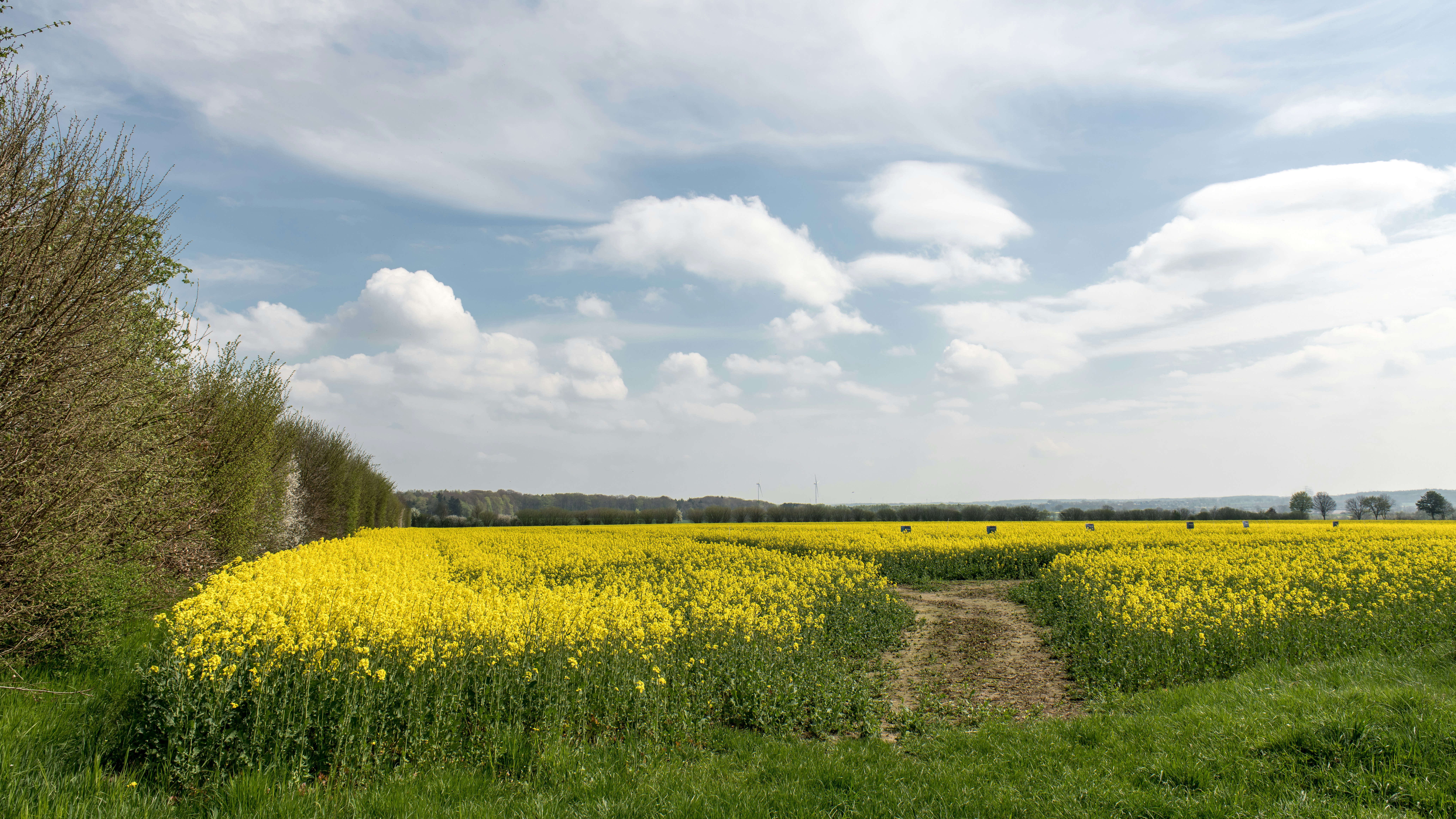 Vast field of yellow rapeseed flowers under a cloudy sky