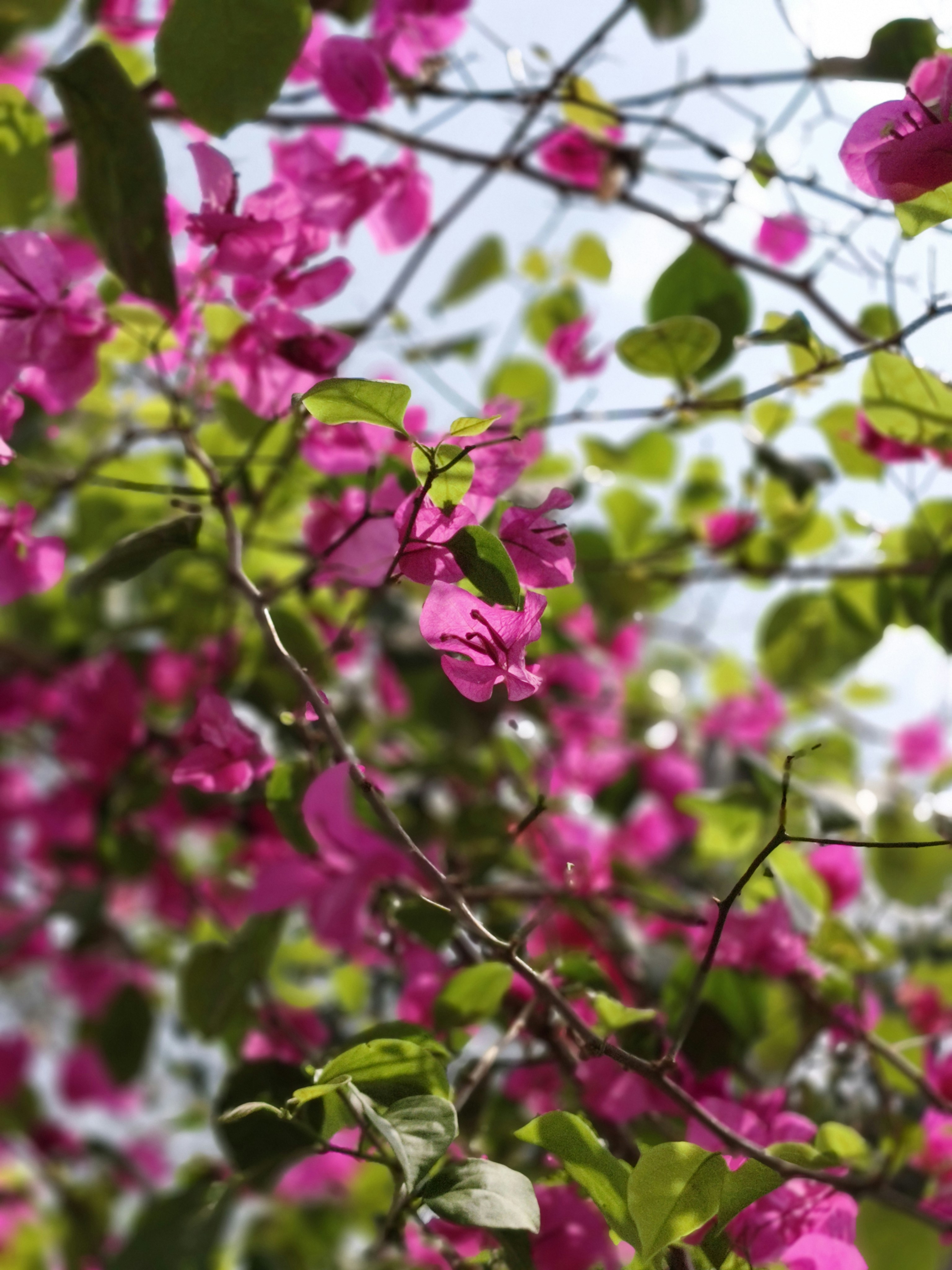 Photo by naimur9