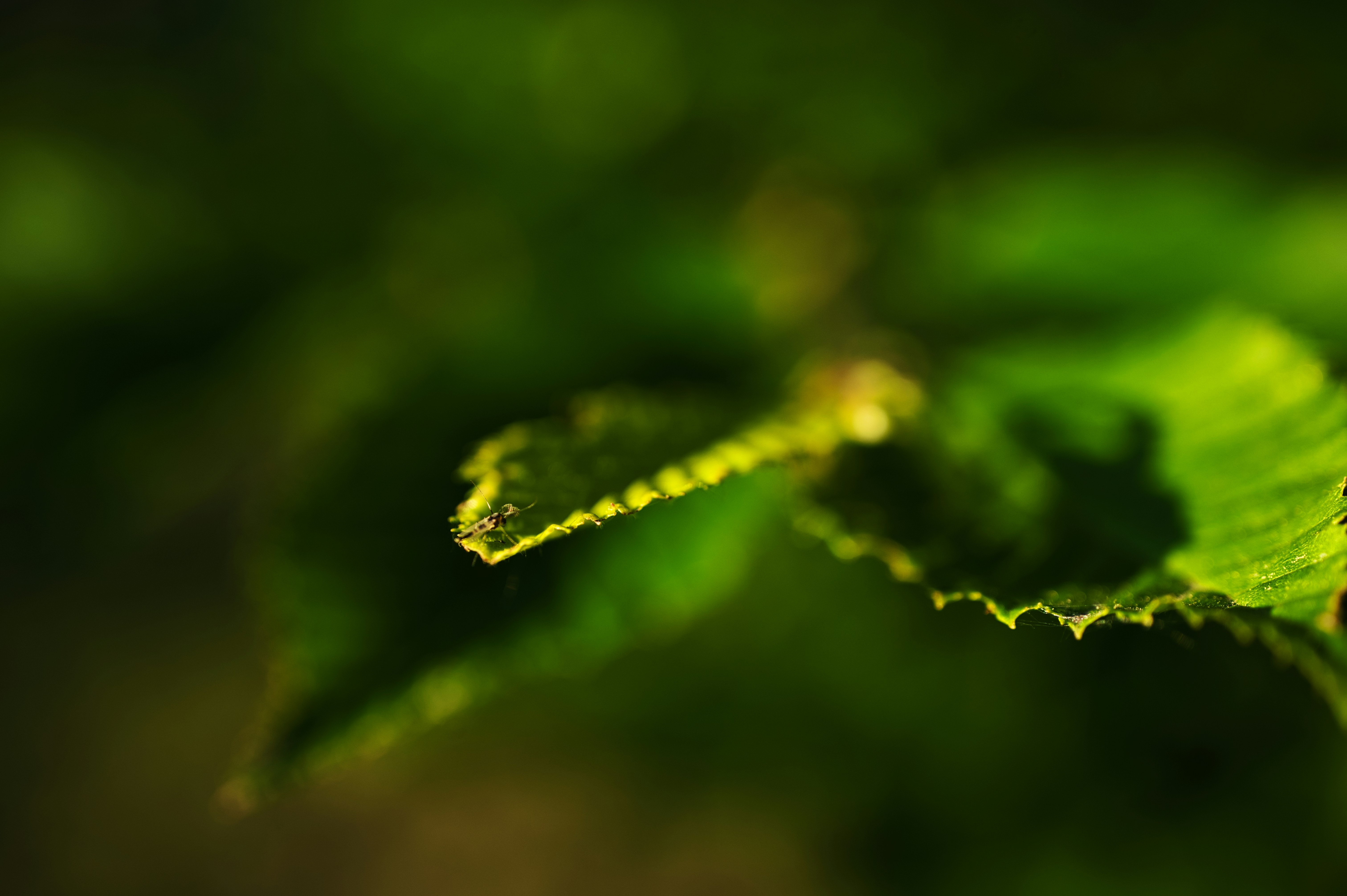 Photo by odalv