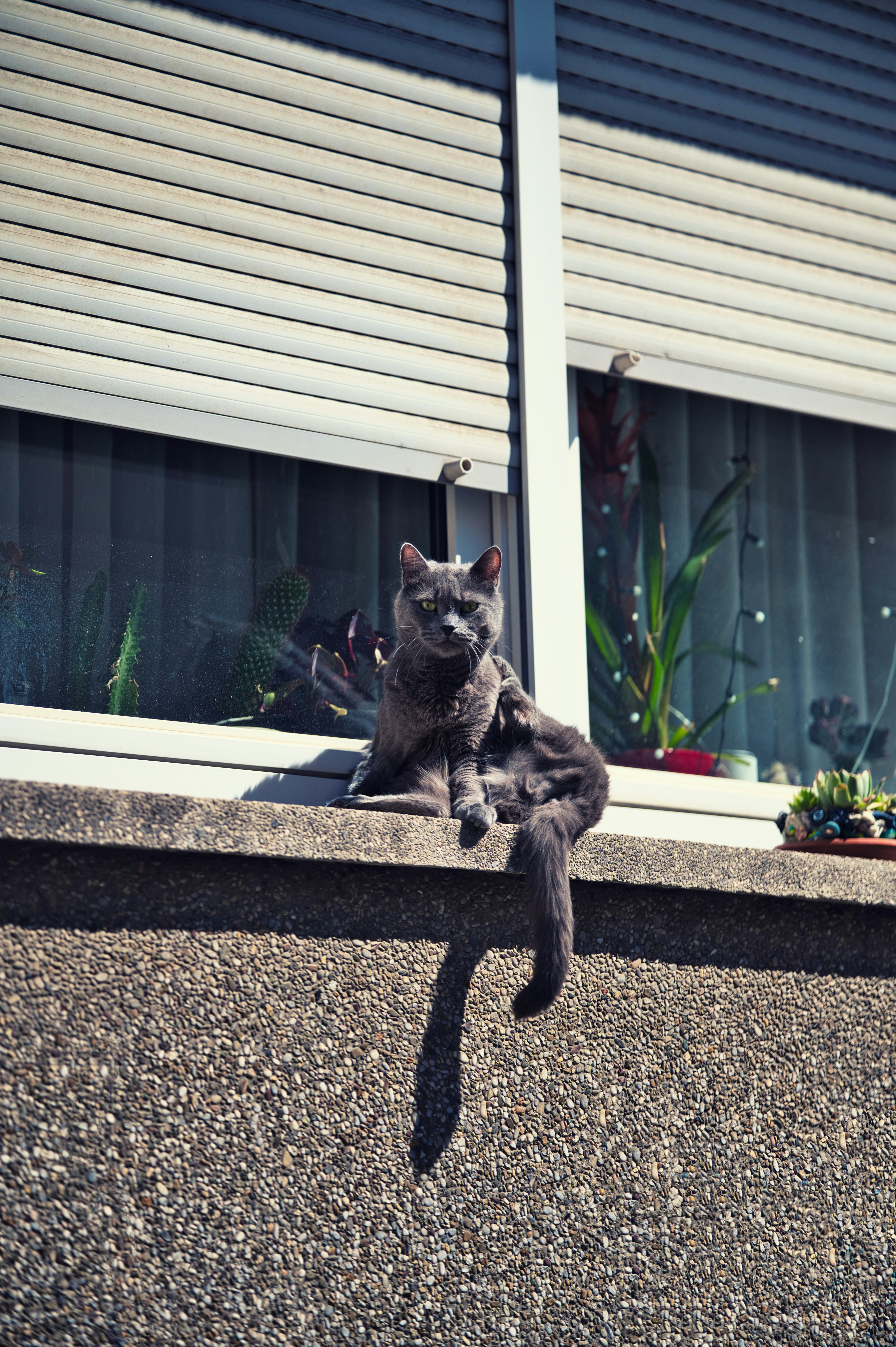 Gatto grigio seduto sul davanzale sotto la luce del sole intenso.