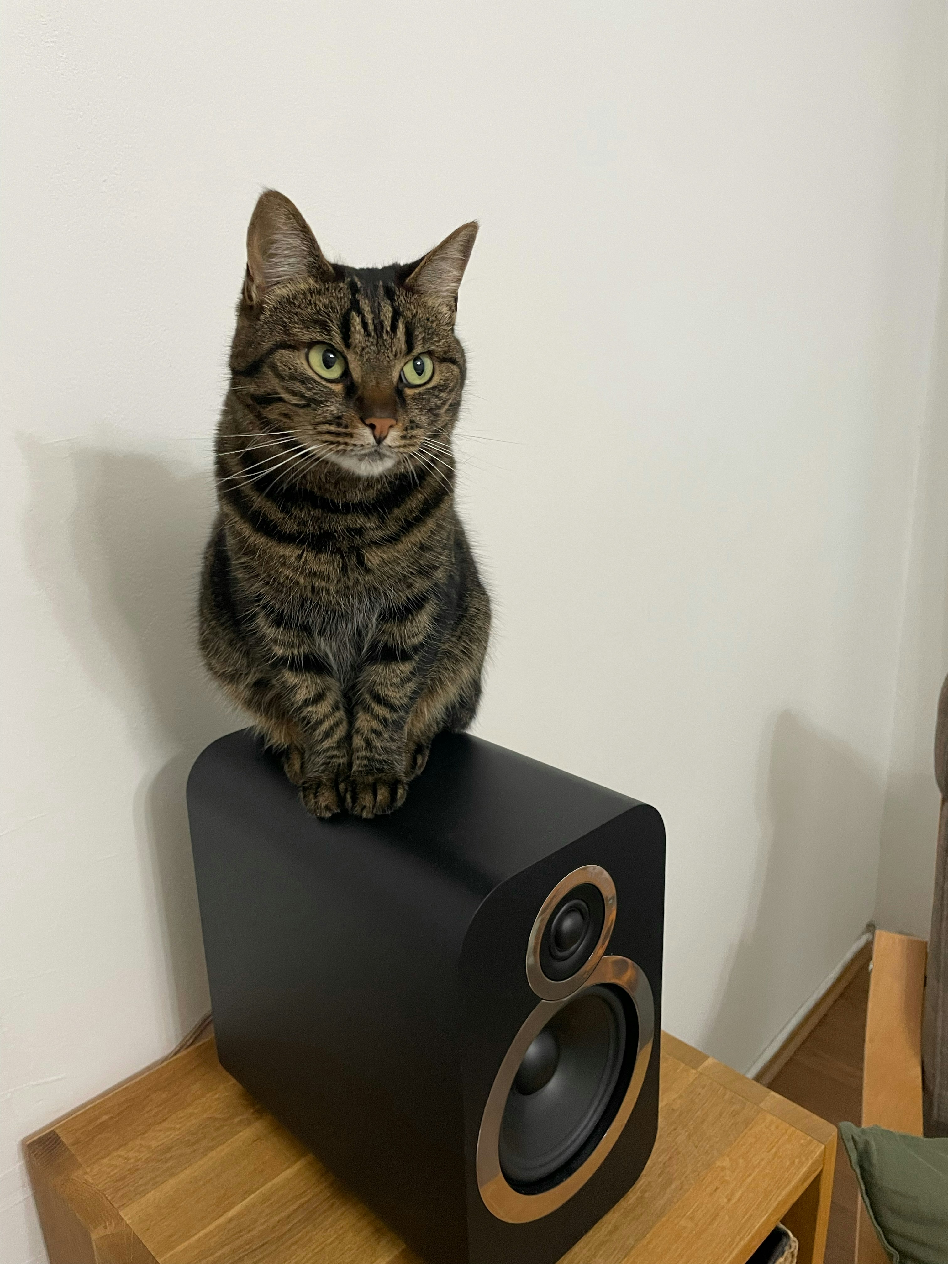 A tabby cat sits on a black speaker