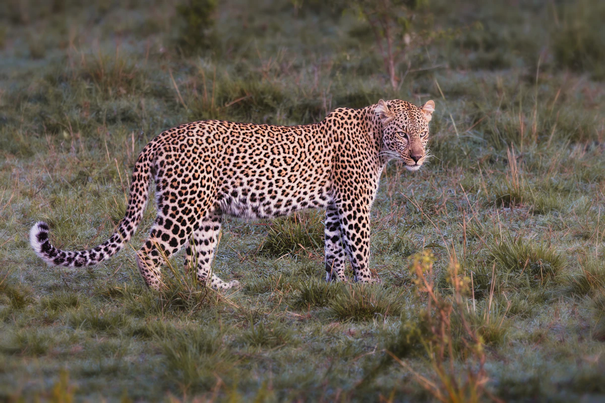 Wildlife photograph illustrating composition