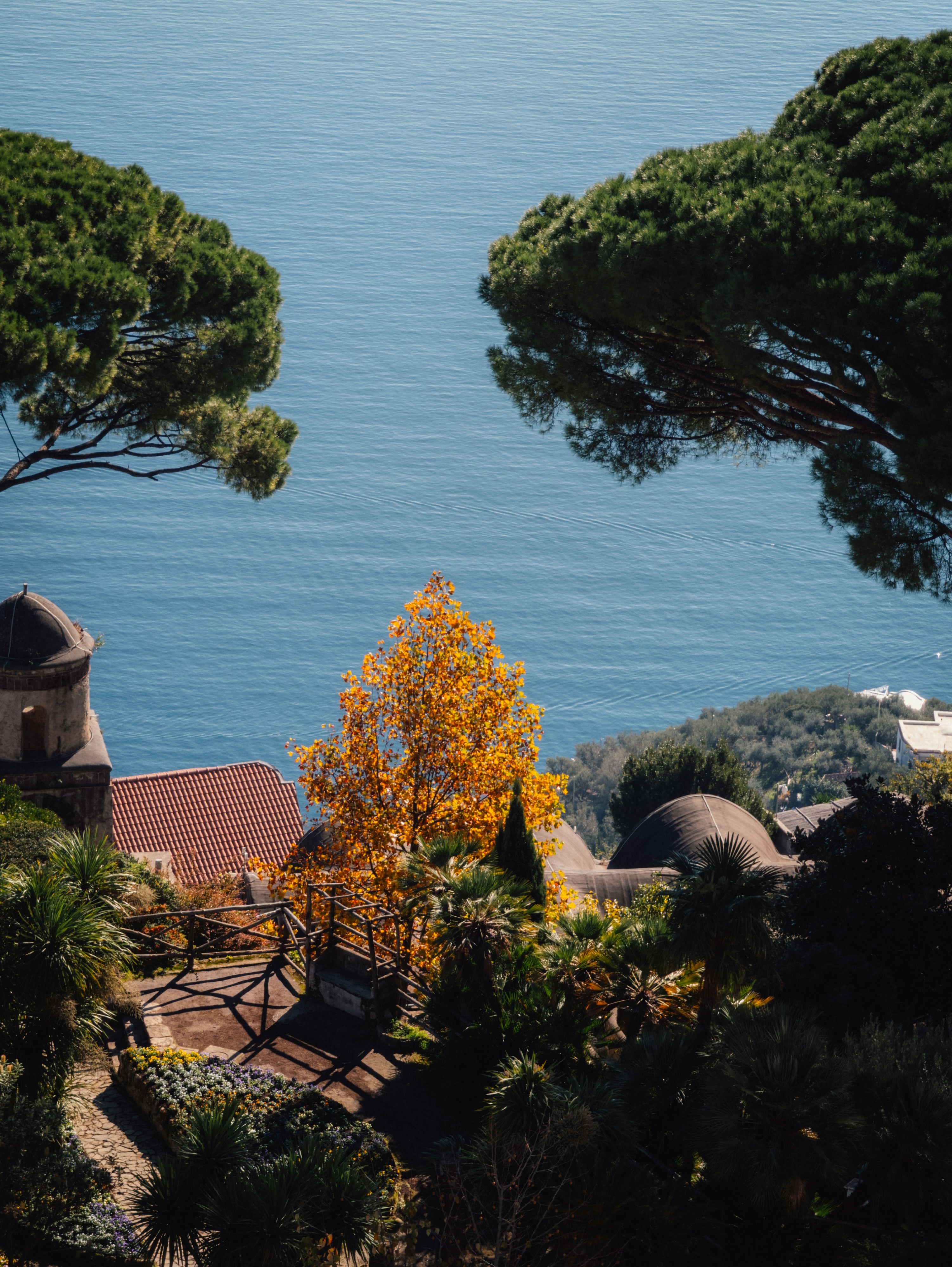 Autumn tree overlooks blue ocean and coastal village.
