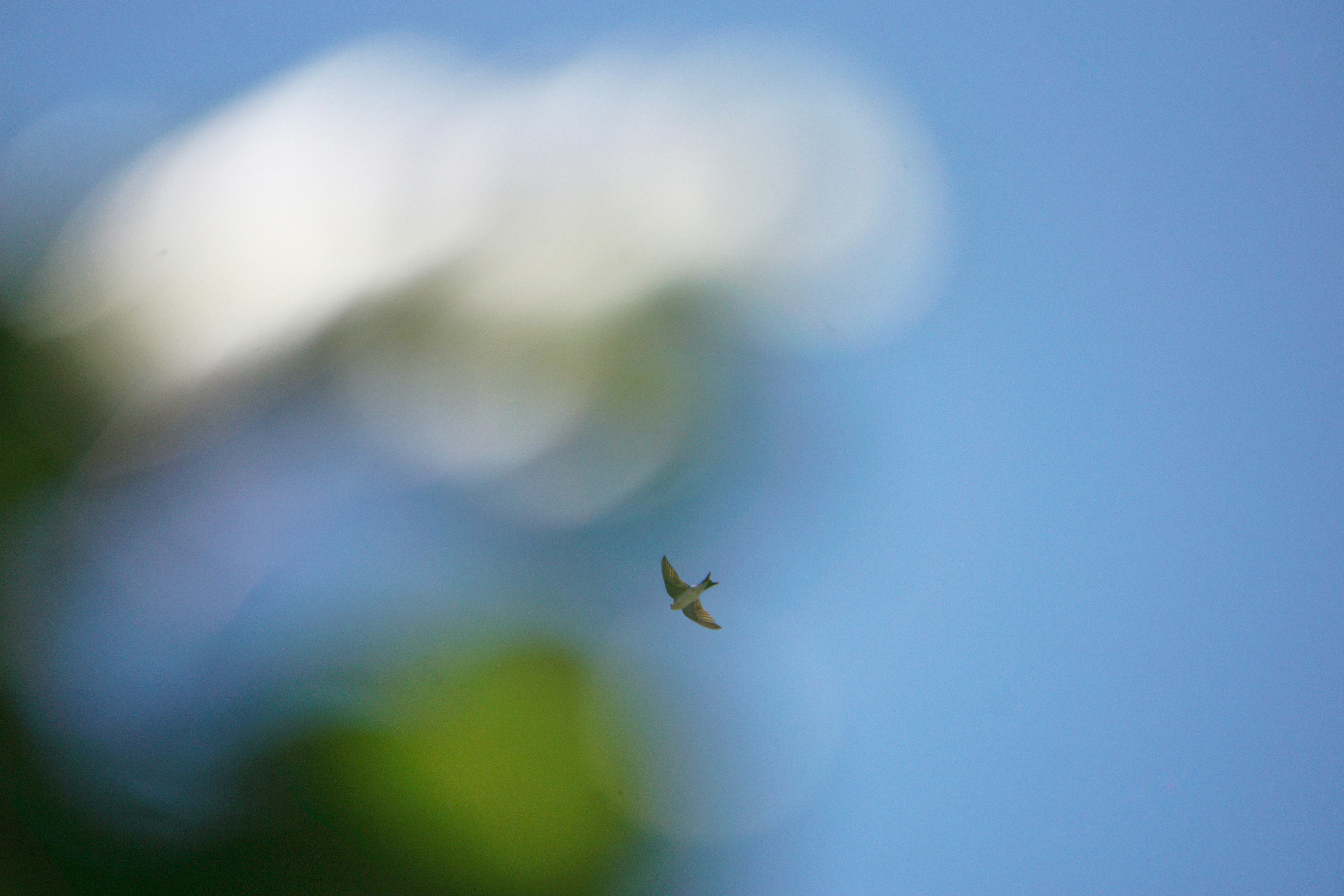 Photo by scroll_ua