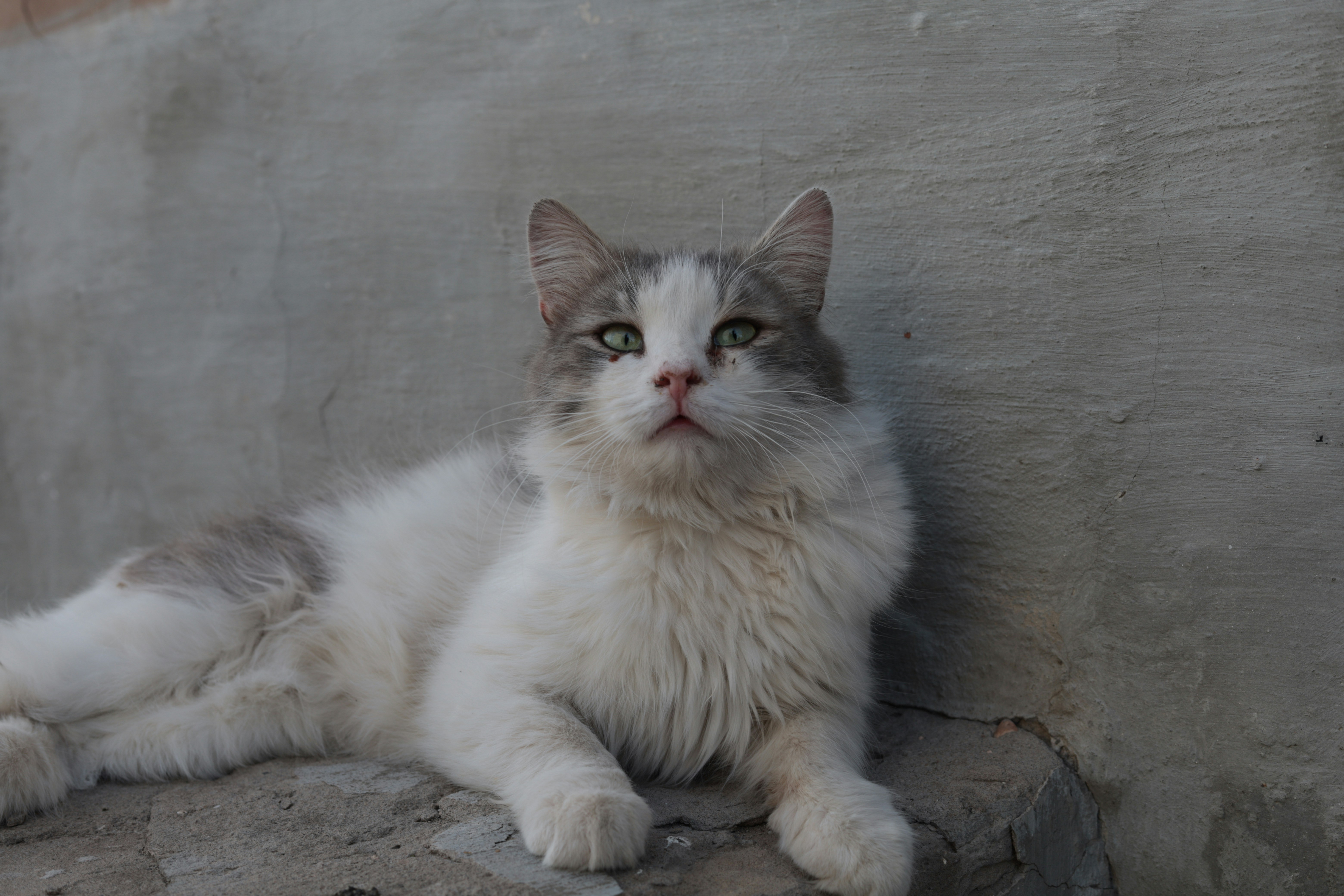 Neue Forschungserkenntnisse: Warum Silberwein Katzen mehr begeistert als Katzenminze