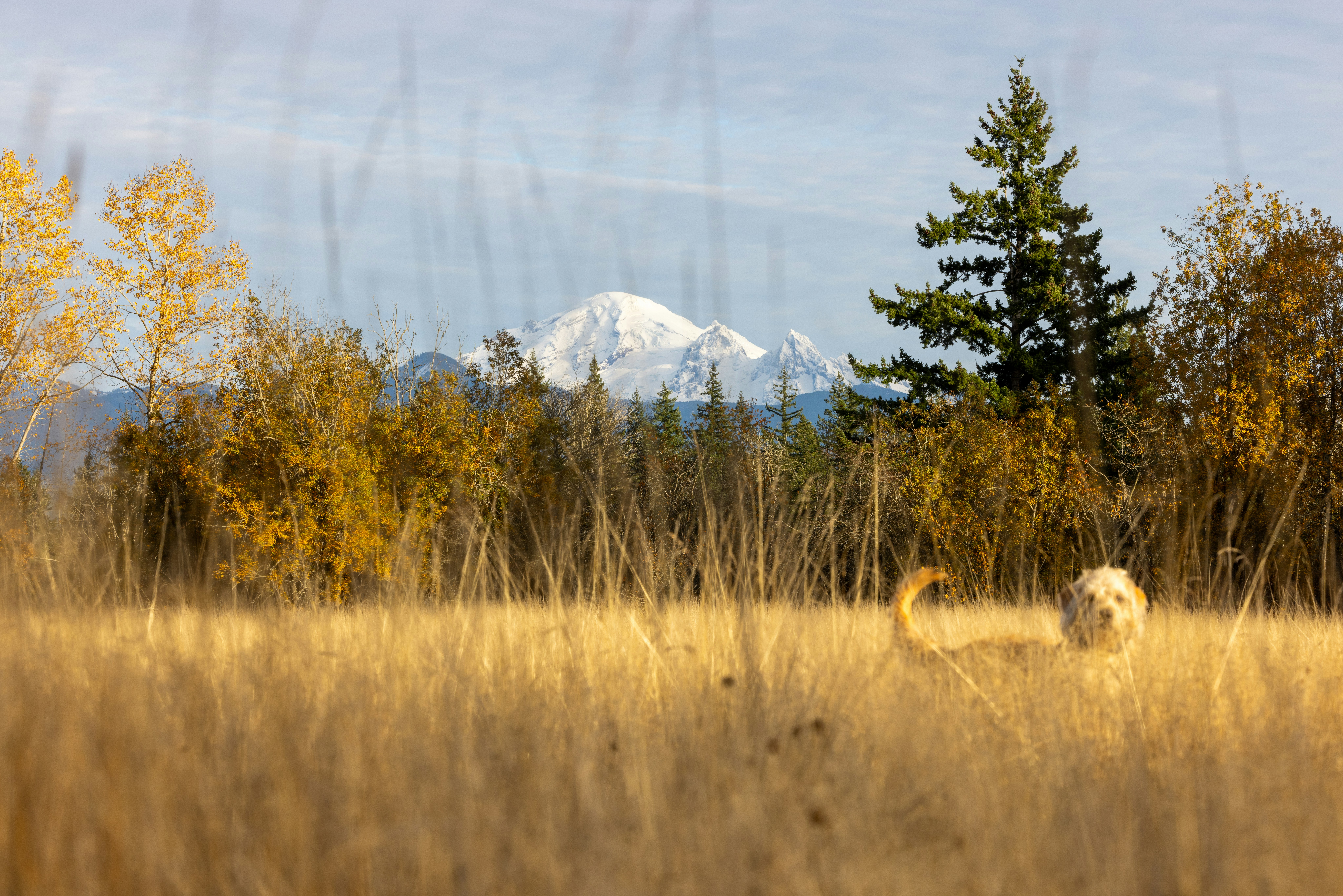 Dog in golden grass with autumn trees and snowy mountain.