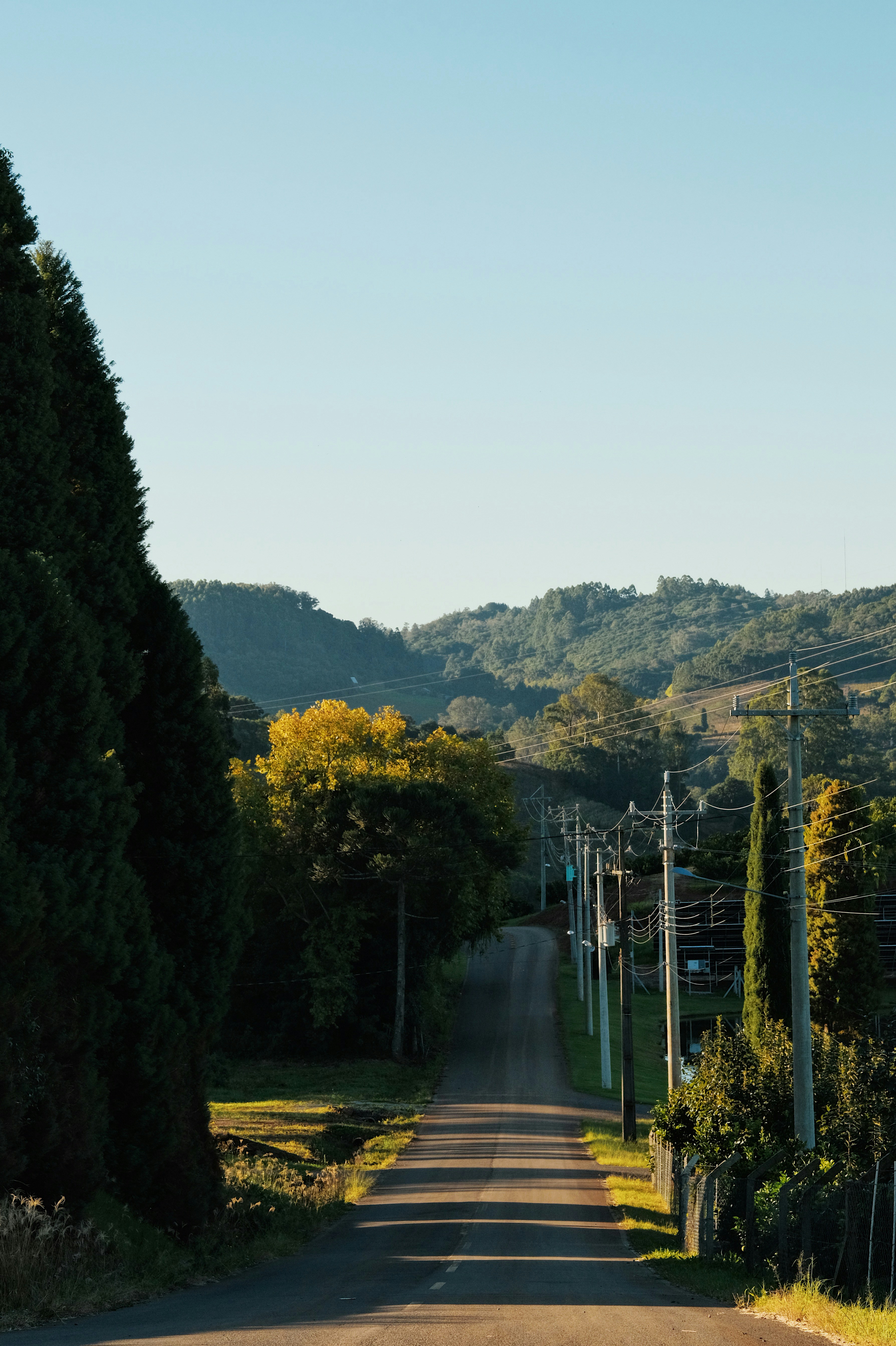 Une route pavée bordée d’arbres et de lignes électriques
